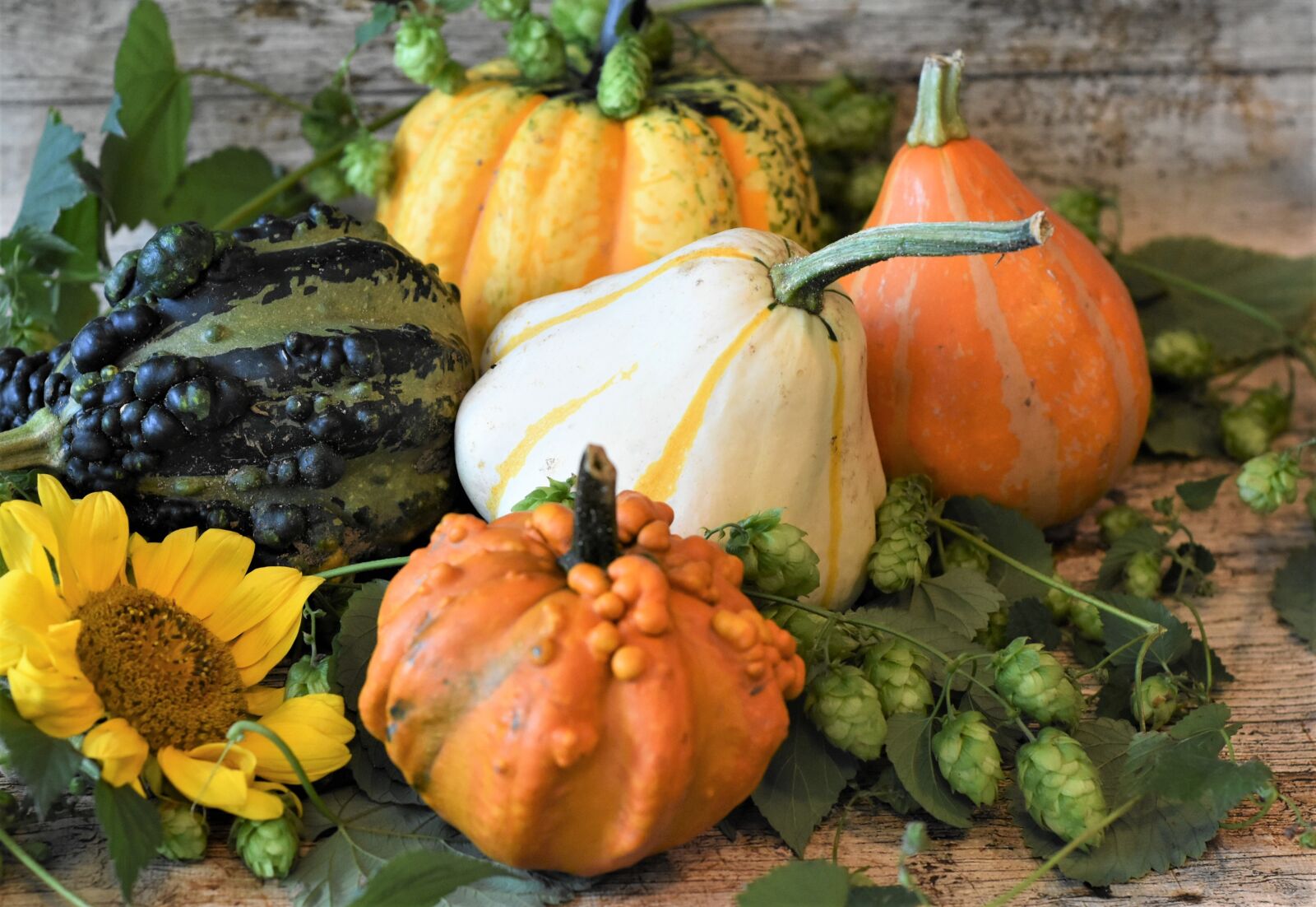 Nikon D7200 sample photo. Pumpkins, hops, ornamental pumpkin photography