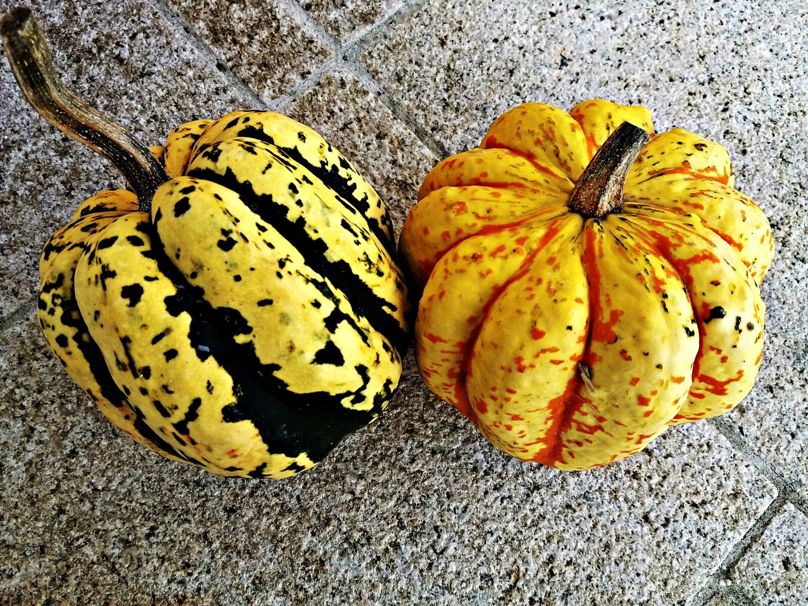 Samsung Galaxy J5 sample photo. Pumpkin, a vegetable, nature photography