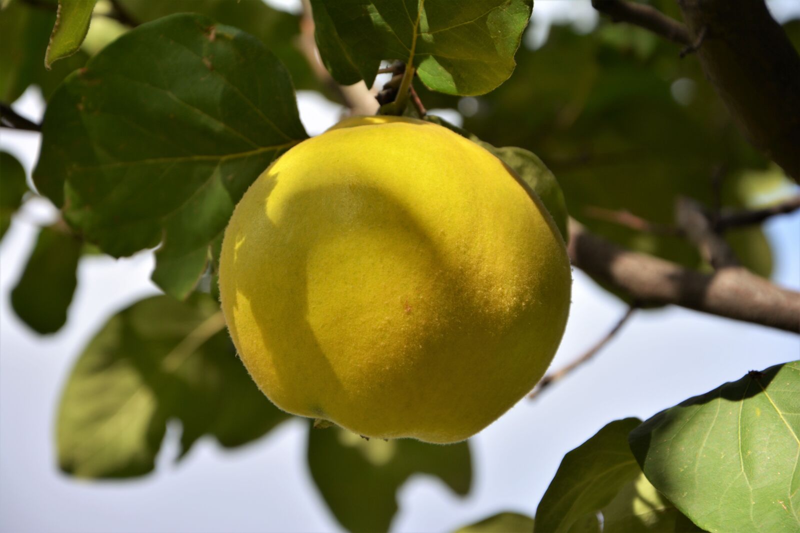 Nikon D7100 sample photo. Fruit, quince, fruits photography