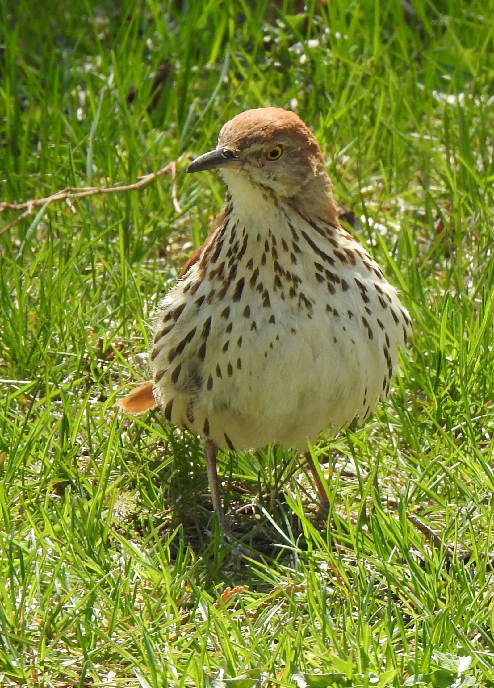Nikon Coolpix P900 sample photo. Brown thrasher, toxostoma rufum photography