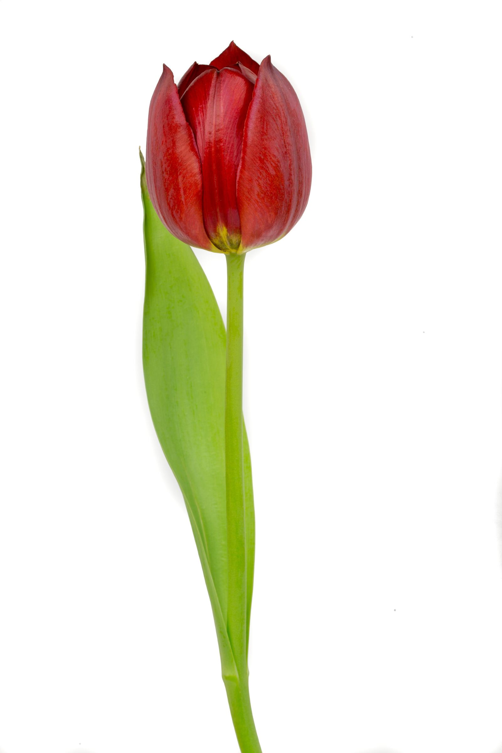 Canon EOS 6D sample photo. Red, tulip, red tulip photography