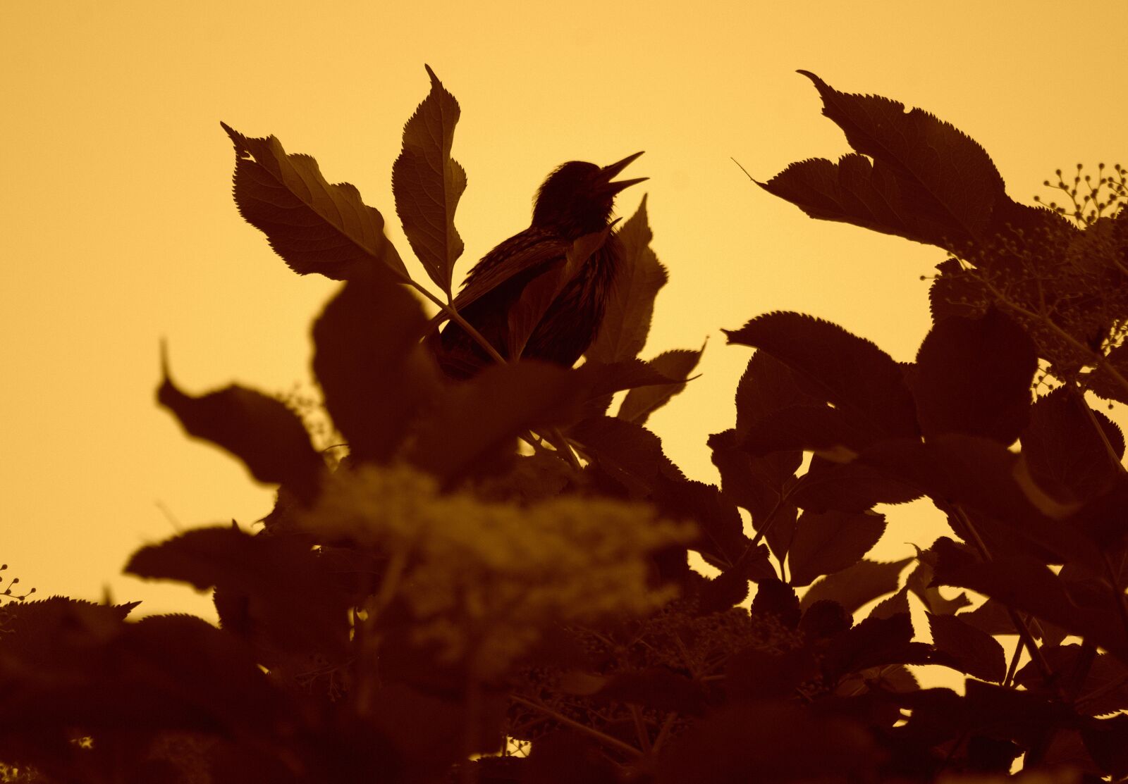 Pentax K-30 sample photo. Star, songbird, branch photography
