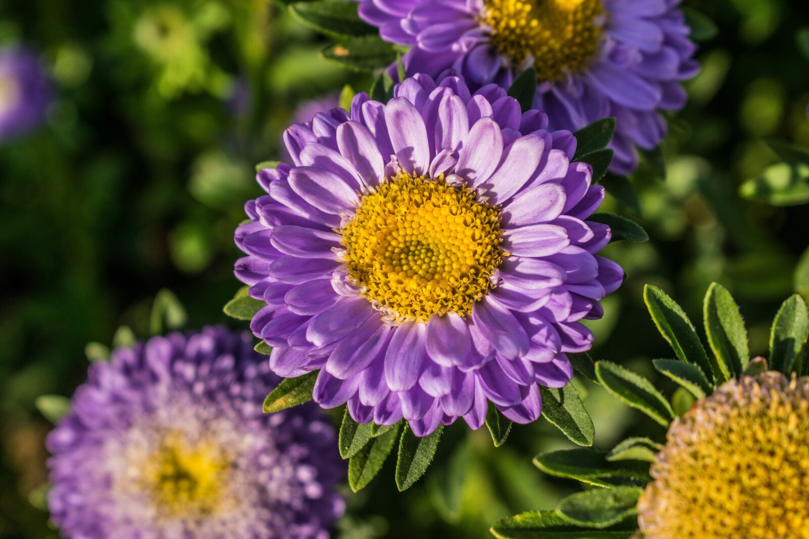 Nikon D3300 sample photo. Nature, plant, summer photography