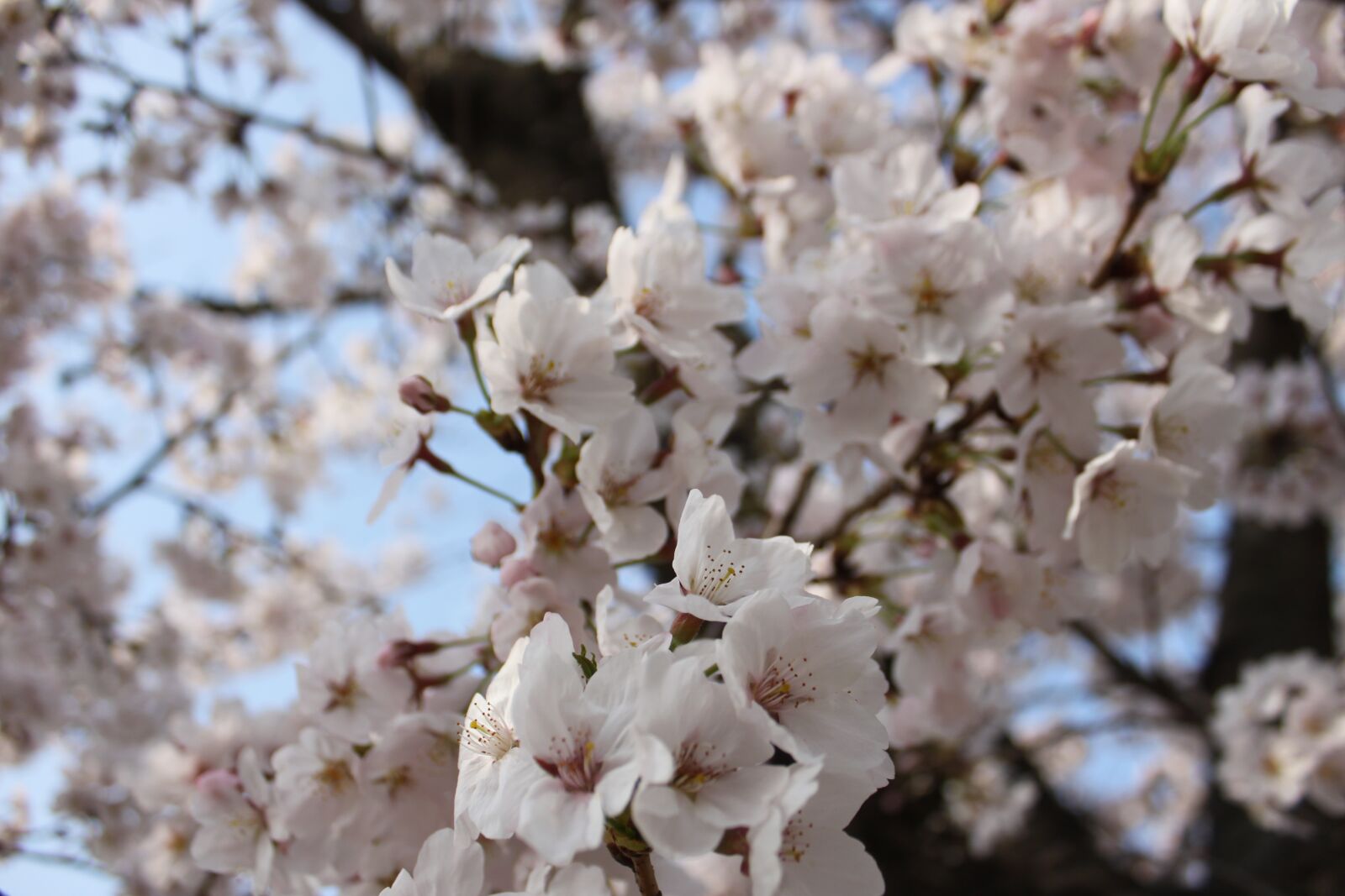 Canon EOS 500D (EOS Rebel T1i / EOS Kiss X3) sample photo. Cherry blossom, hanami, nature photography