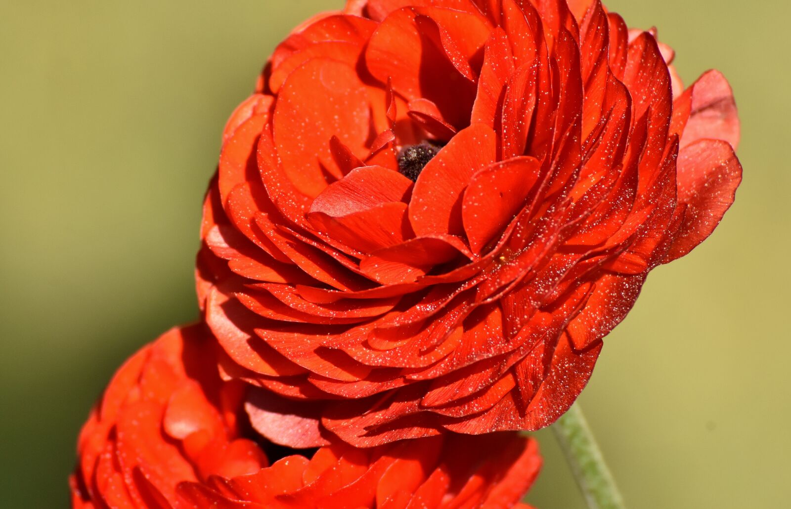 Nikon D7200 sample photo. Ranunculus, ranunculus flower, blossom photography