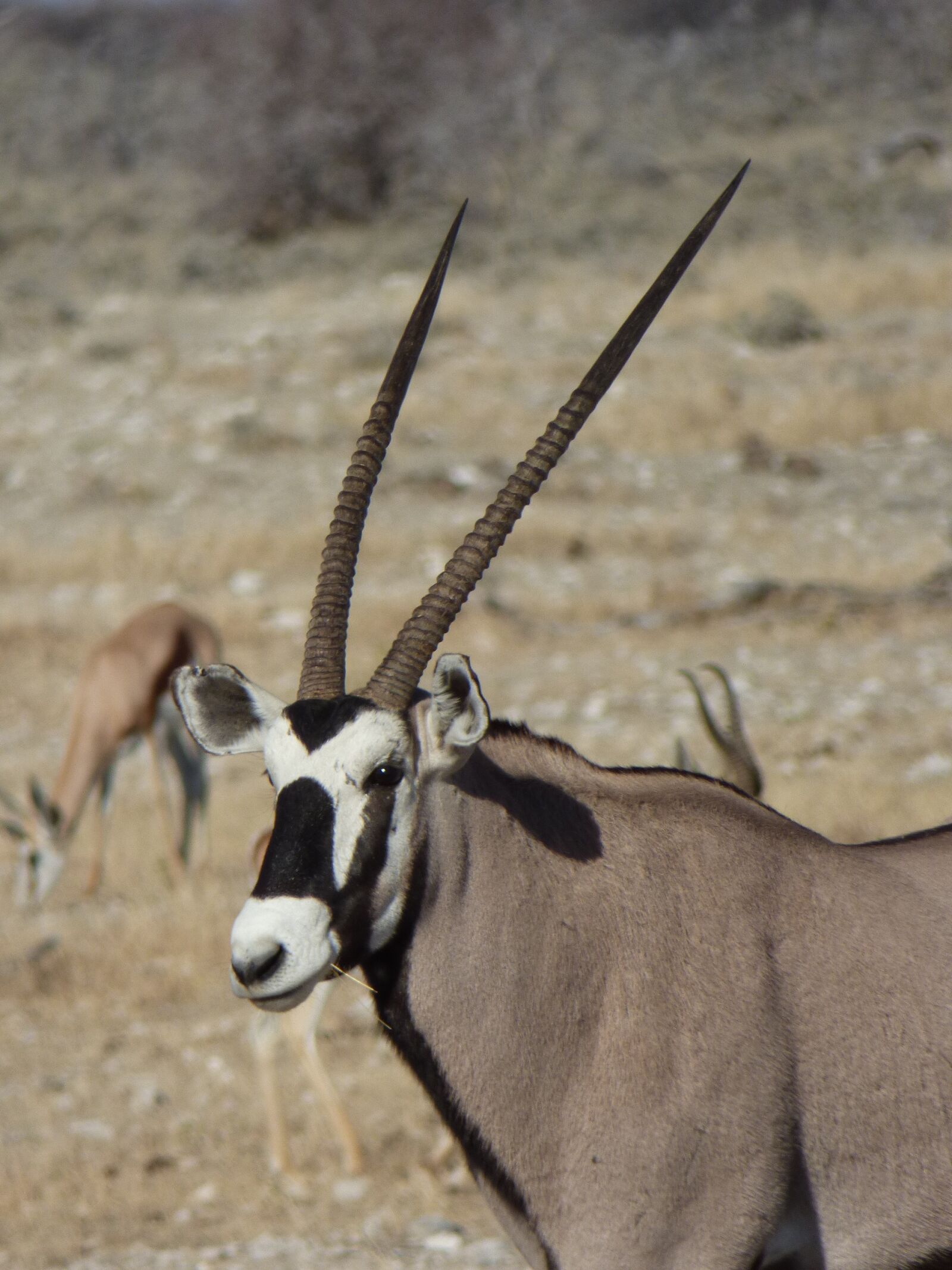 Panasonic DMC-FZ72 sample photo. Africa, namibia, animals photography
