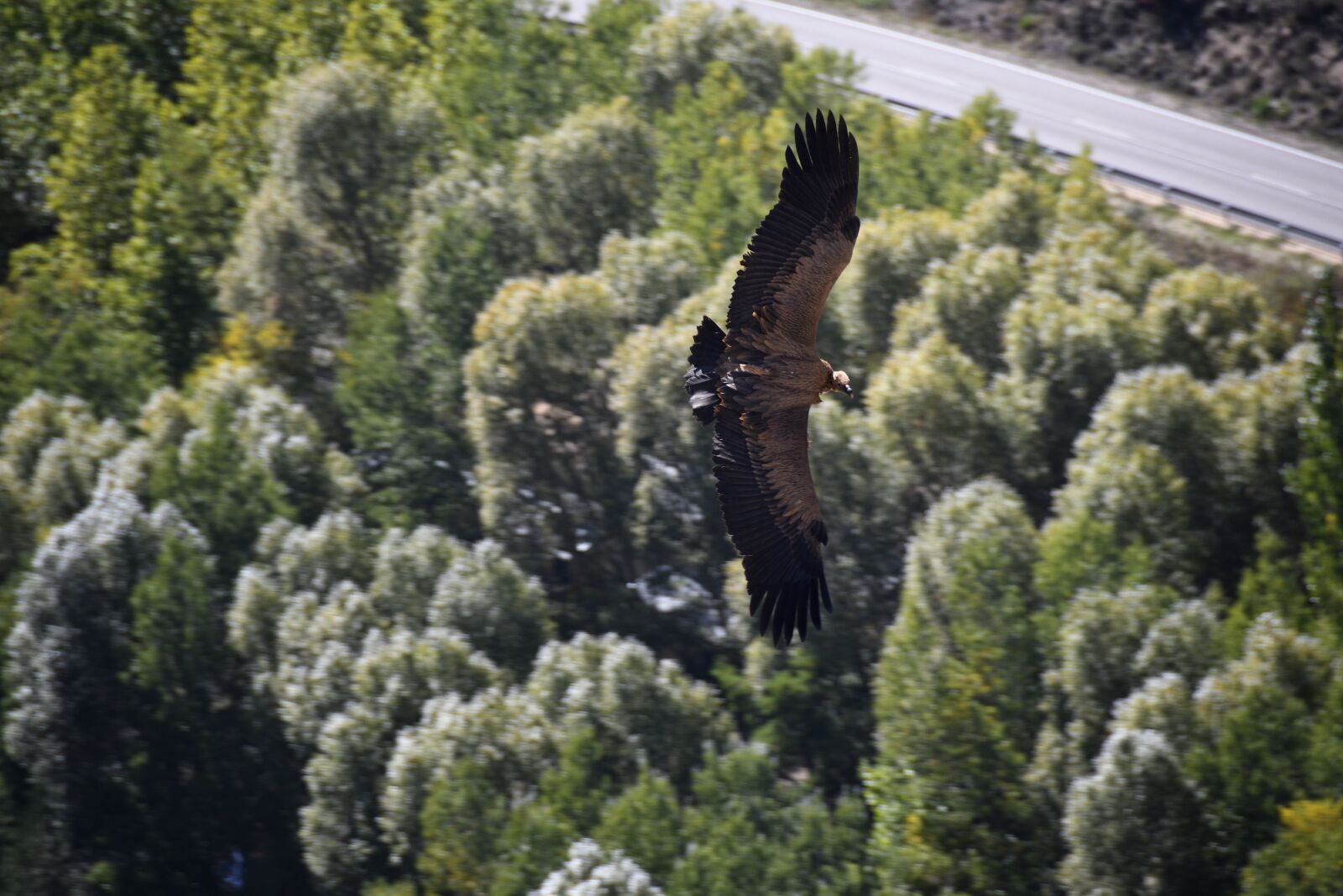 Nikon D500 sample photo. Vulture, viewpoint, mirador de photography