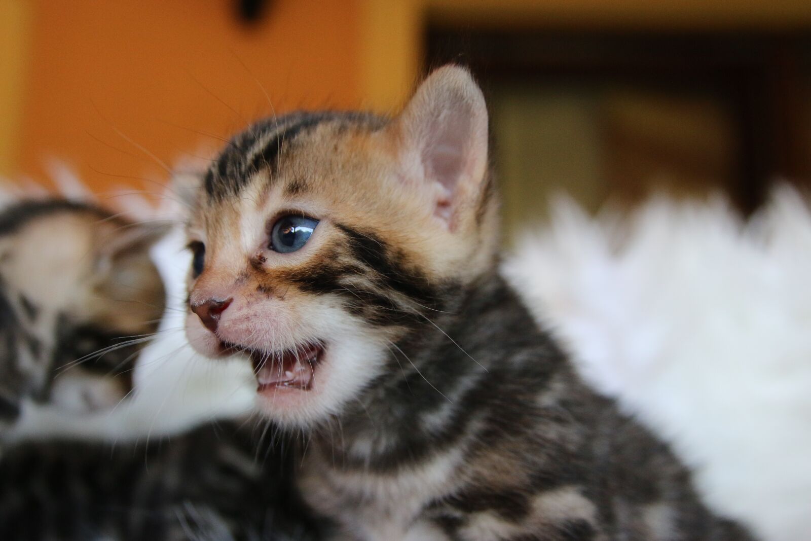 Canon EOS 70D sample photo. Bengal, bengal kitten, cat photography