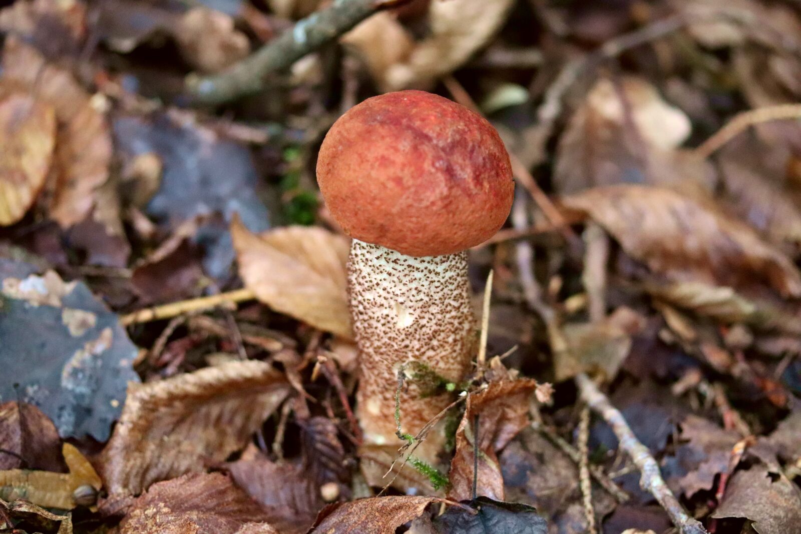 Canon EF-S 60mm F2.8 Macro USM sample photo. Mushroom, forest, leaves photography