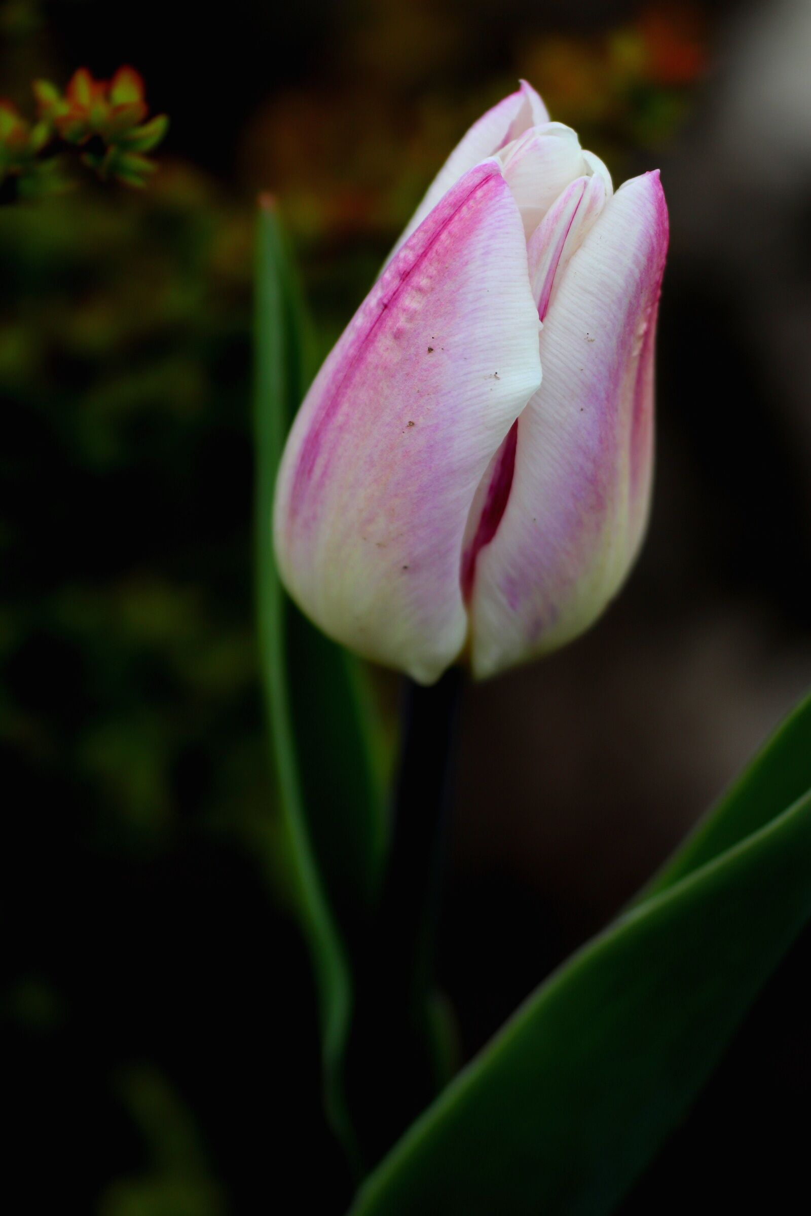 Canon EOS 200D (EOS Rebel SL2 / EOS Kiss X9) sample photo. Nature, flower, flora photography