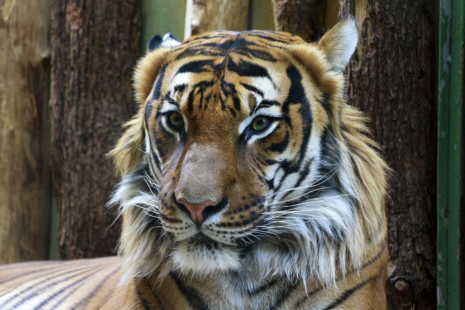 Canon EOS 700D (EOS Rebel T5i / EOS Kiss X7i) sample photo. Animal, tiger, beautiful photography