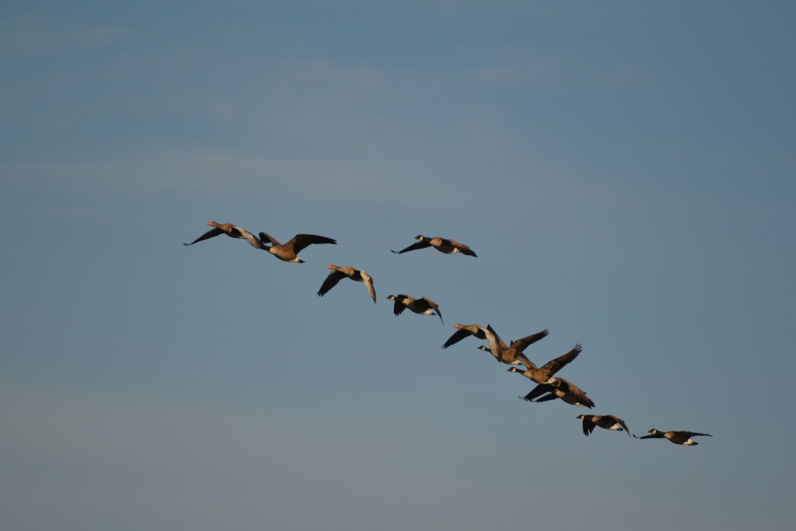 Nikon D3100 sample photo. Wild geese, nature, flock photography
