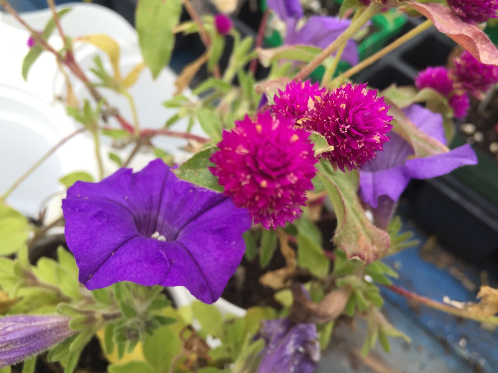 iPhone 6 back camera 4.15mm f/2.2 sample photo