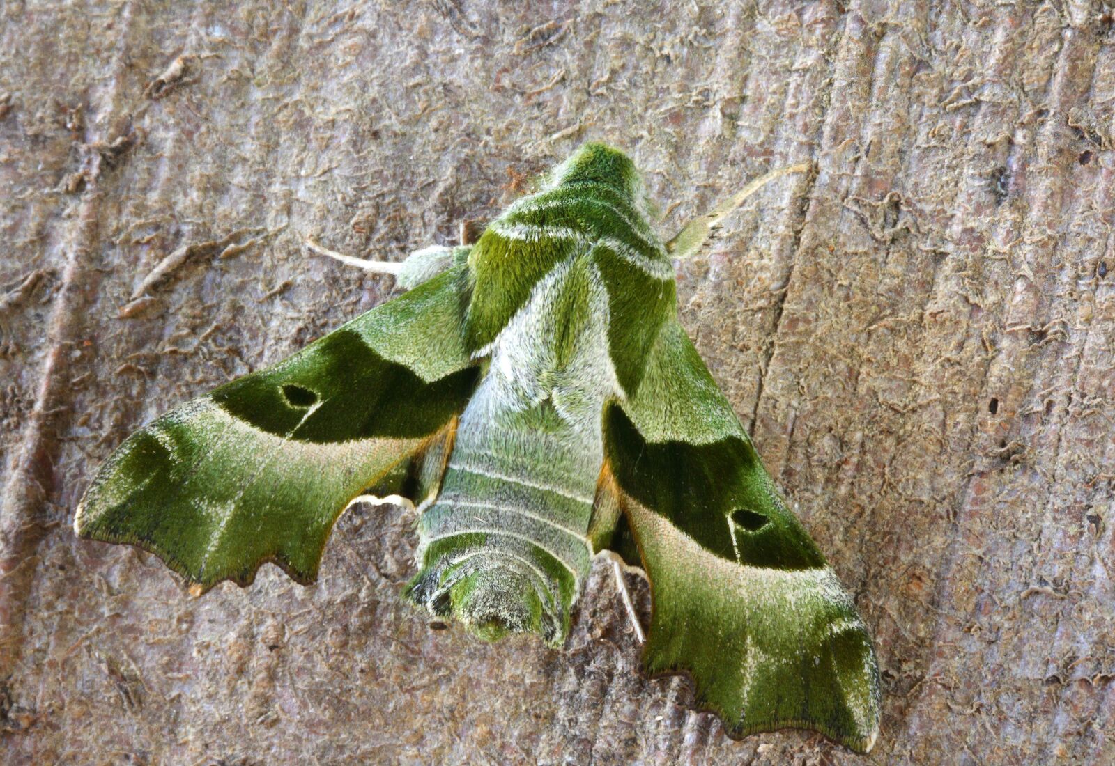 Canon EOS 400D (EOS Digital Rebel XTi / EOS Kiss Digital X) sample photo. Willow-herb-hawk-moth, wings, pattern photography