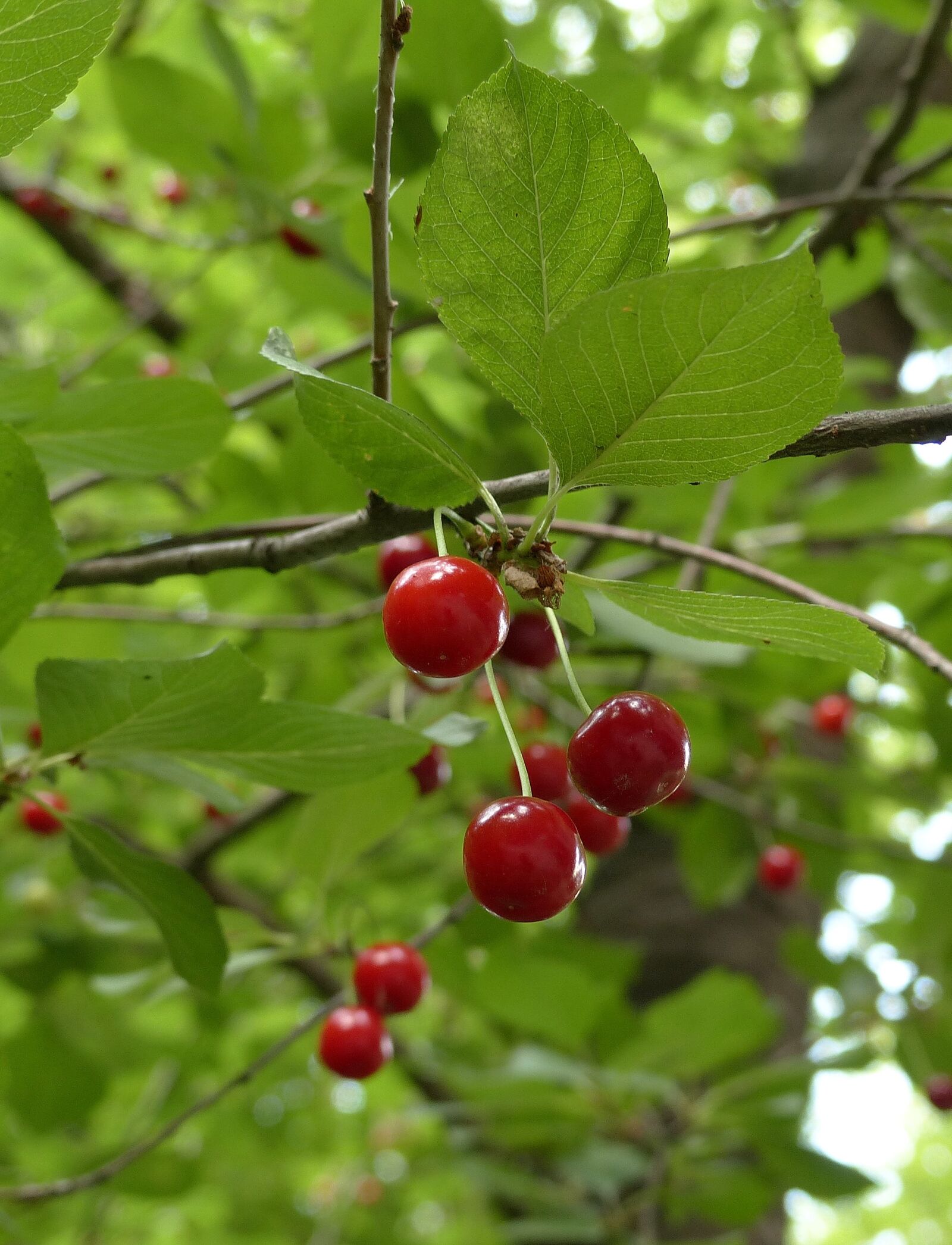 Panasonic Lumix DMC-FZ200 sample photo. Cherry, berry, summer photography