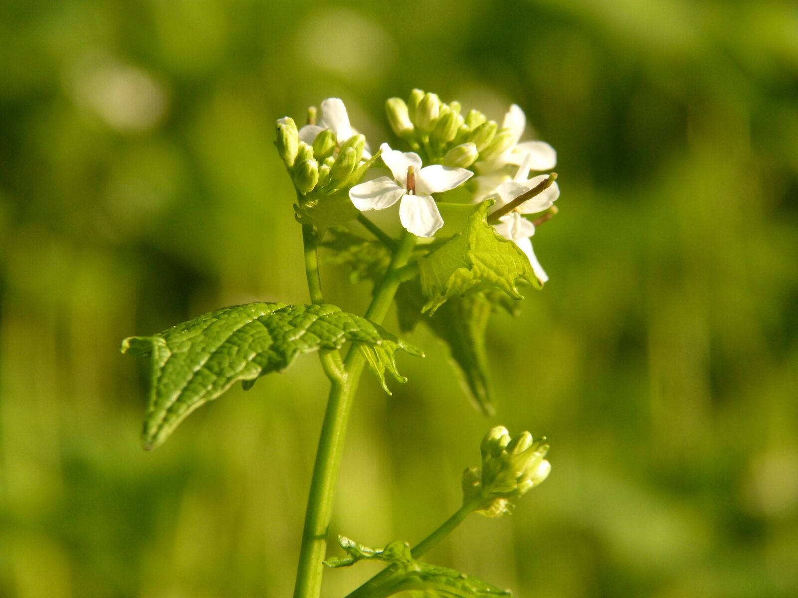 Panasonic DMC-FZ62 sample photo. Garlic mustard, flower, spring photography