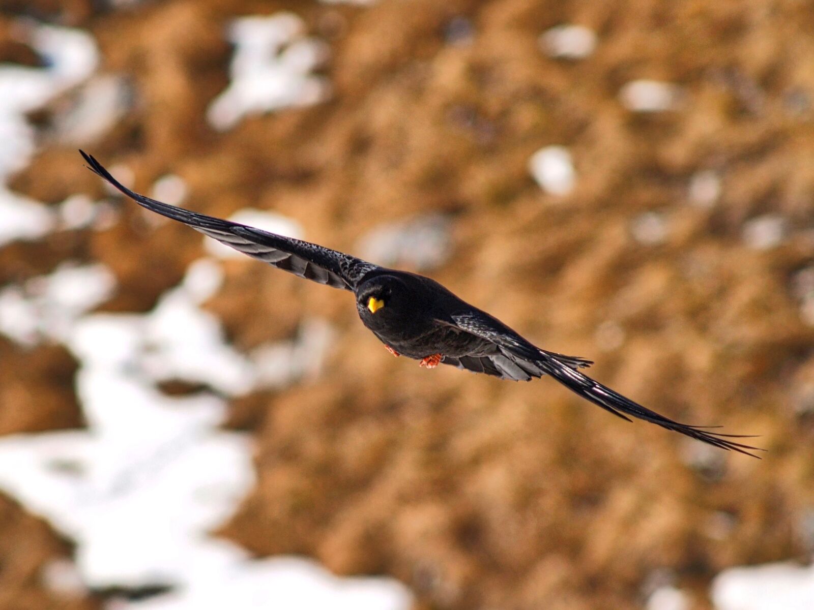 Olympus E-300 (EVOLT E-300) sample photo. Bird, bergdohle, mountains photography
