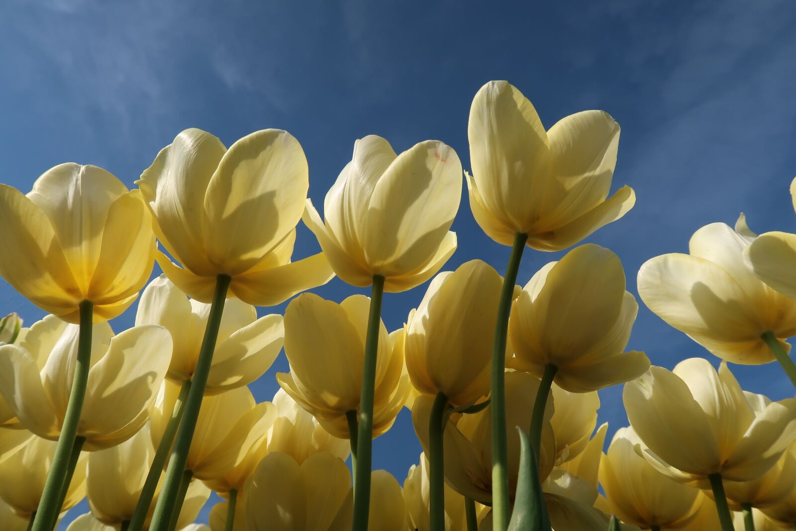 Canon PowerShot G7 X Mark II sample photo. Tulip, tulips, netherlands photography