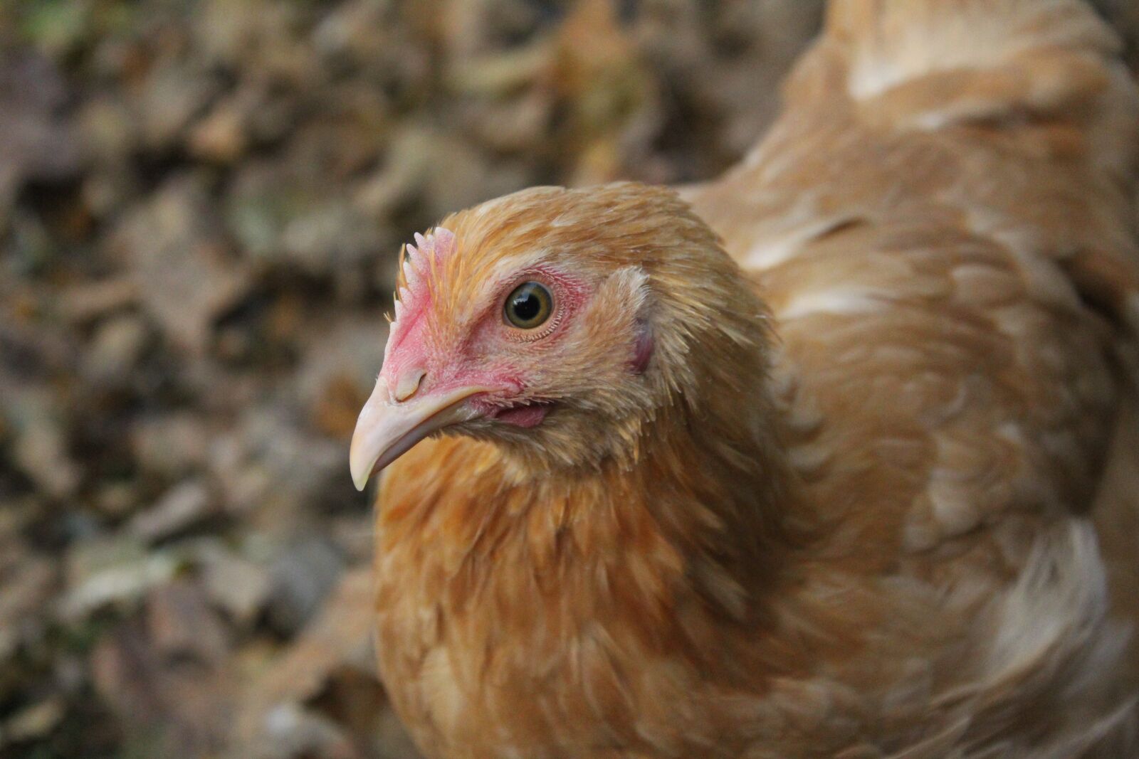 Canon EOS 1300D (EOS Rebel T6 / EOS Kiss X80) sample photo. Chicken, chick, poultry photography