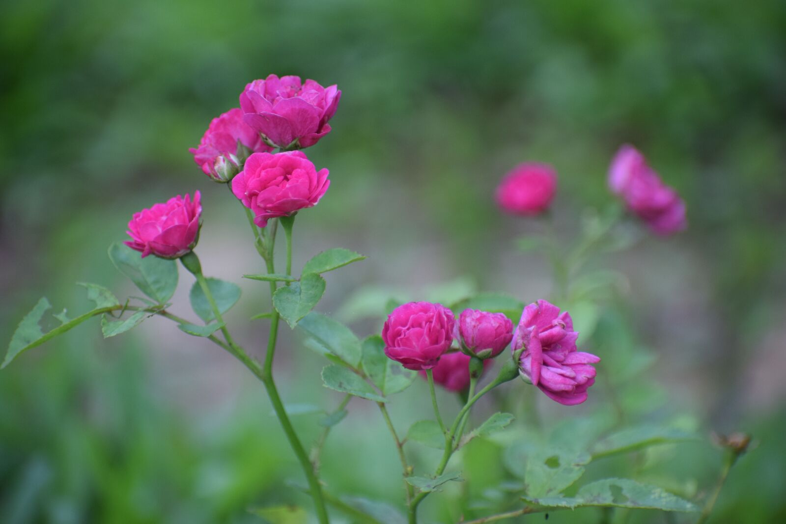 Nikon D5300 sample photo. Chinese rose, pink flower photography