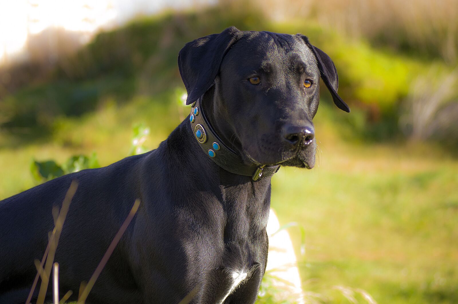Nikon D3200 sample photo. Dog, pet, animals photography