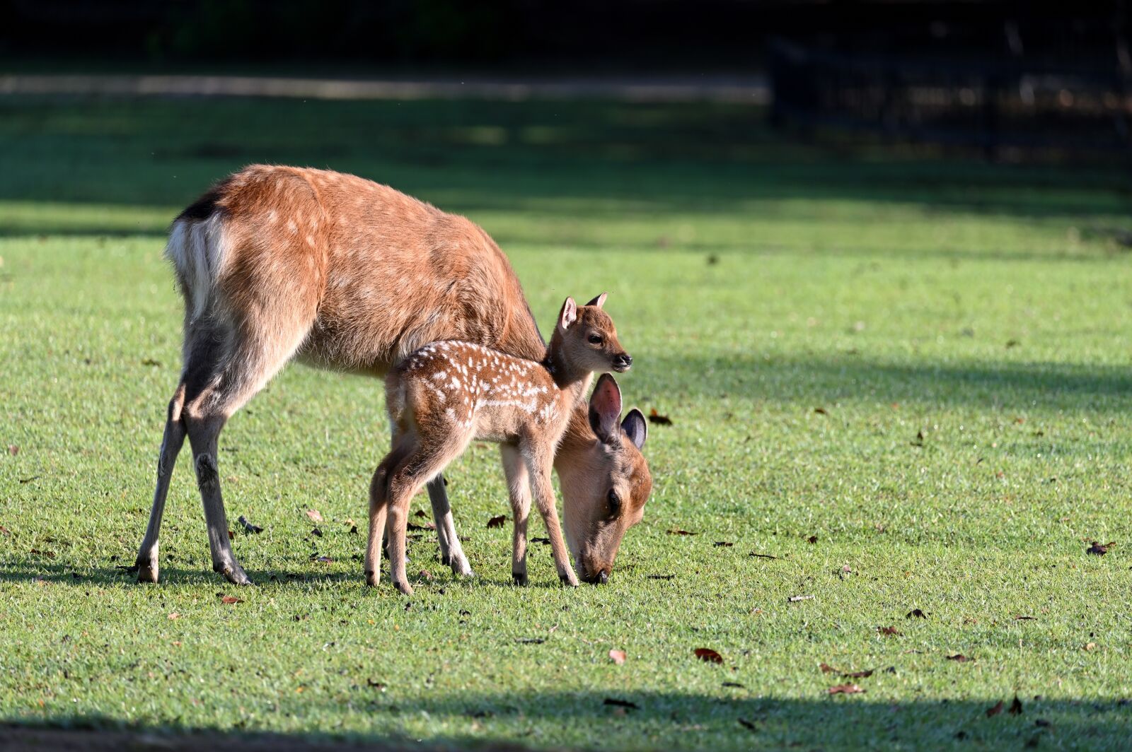 Nikon Z6 sample photo. Deer, parent child, morning photography
