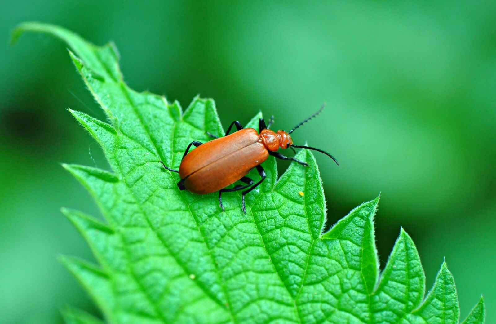Nikon D90 sample photo. Beetle, insect, antennae photography