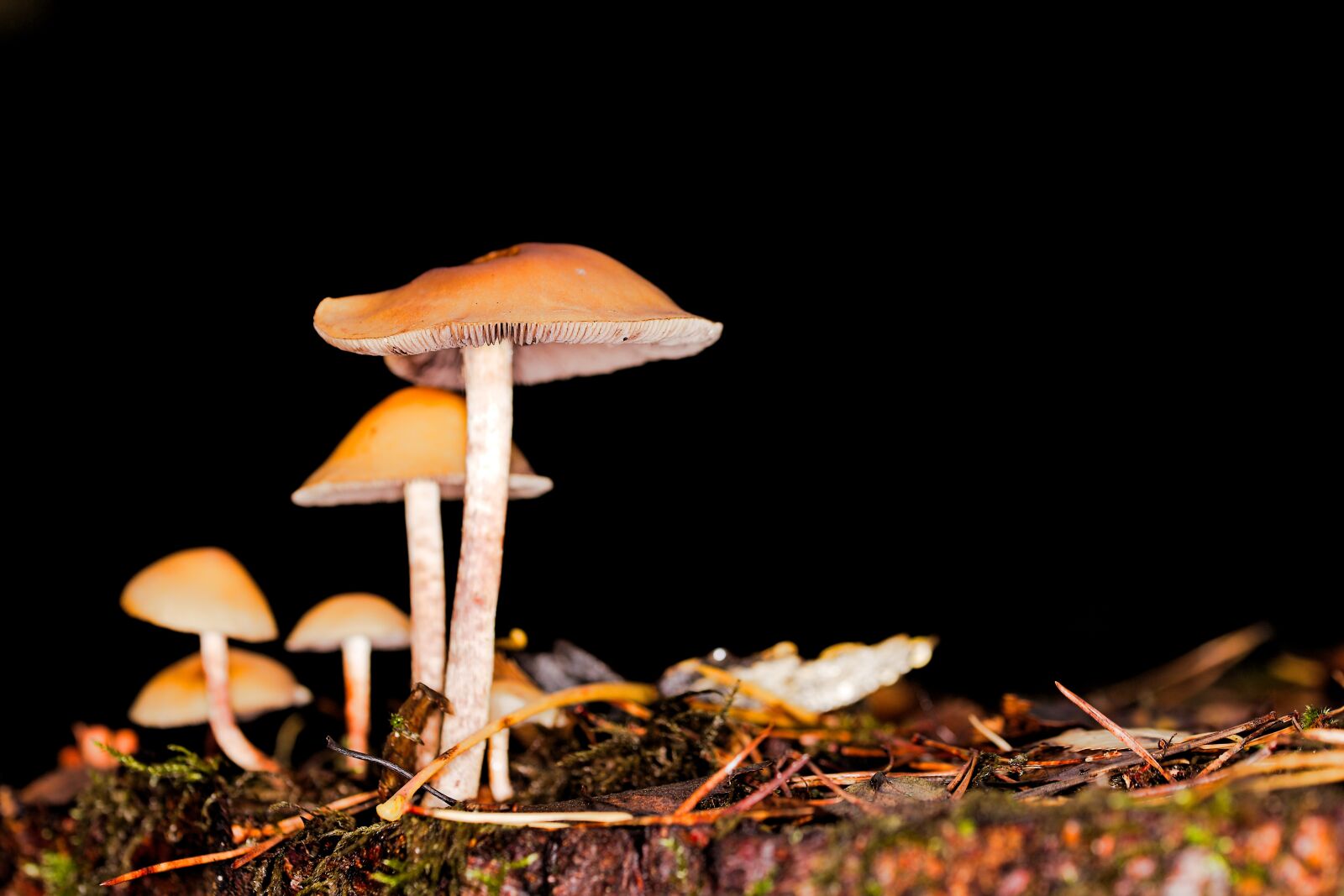 Canon EOS 6D sample photo. Mushroom, rac, toadstool photography