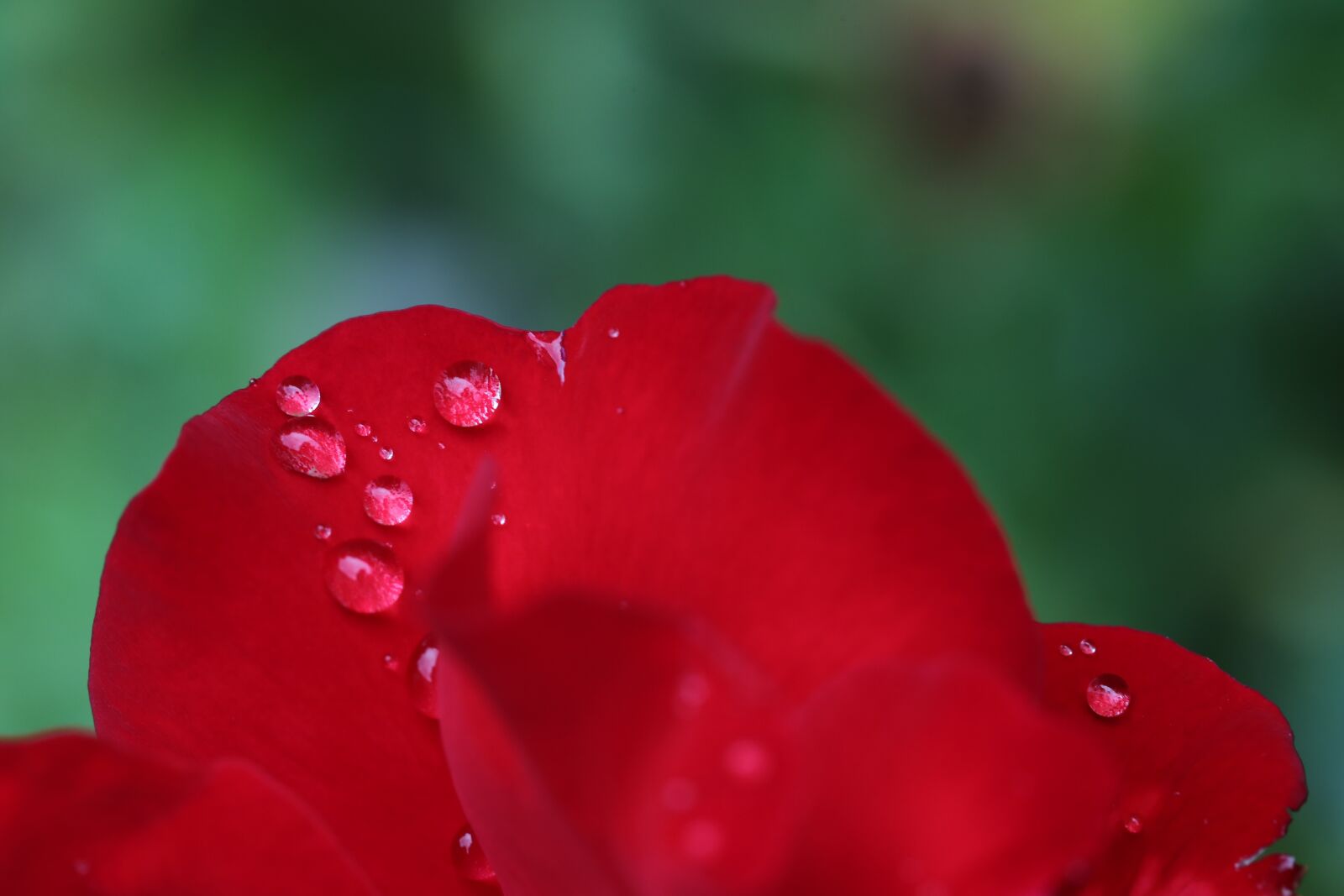 Canon EOS 6D + Canon EF 100mm F2.8 Macro USM sample photo. Rain drops, red petals photography