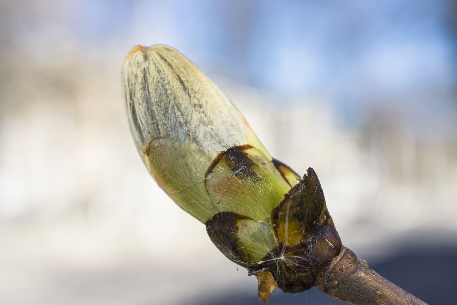 Nikon D3400 sample photo. Nature, tree, spring photography