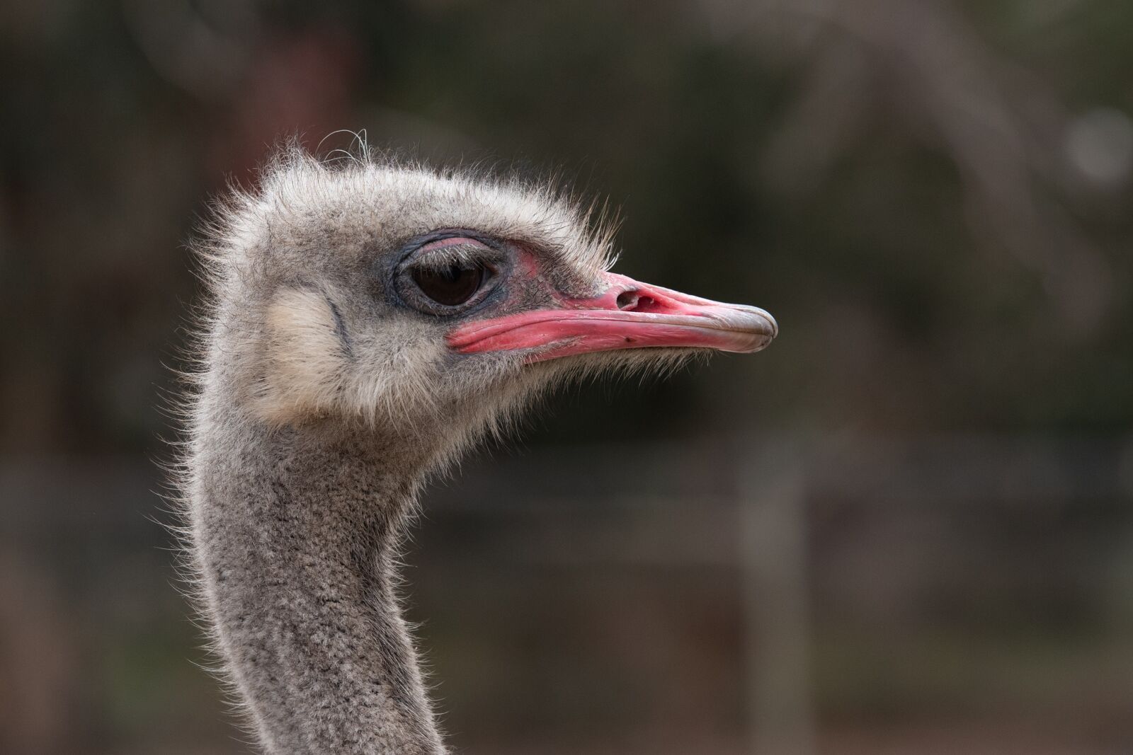 Nikon D750 sample photo. Ostrich, flightless bird, bird photography