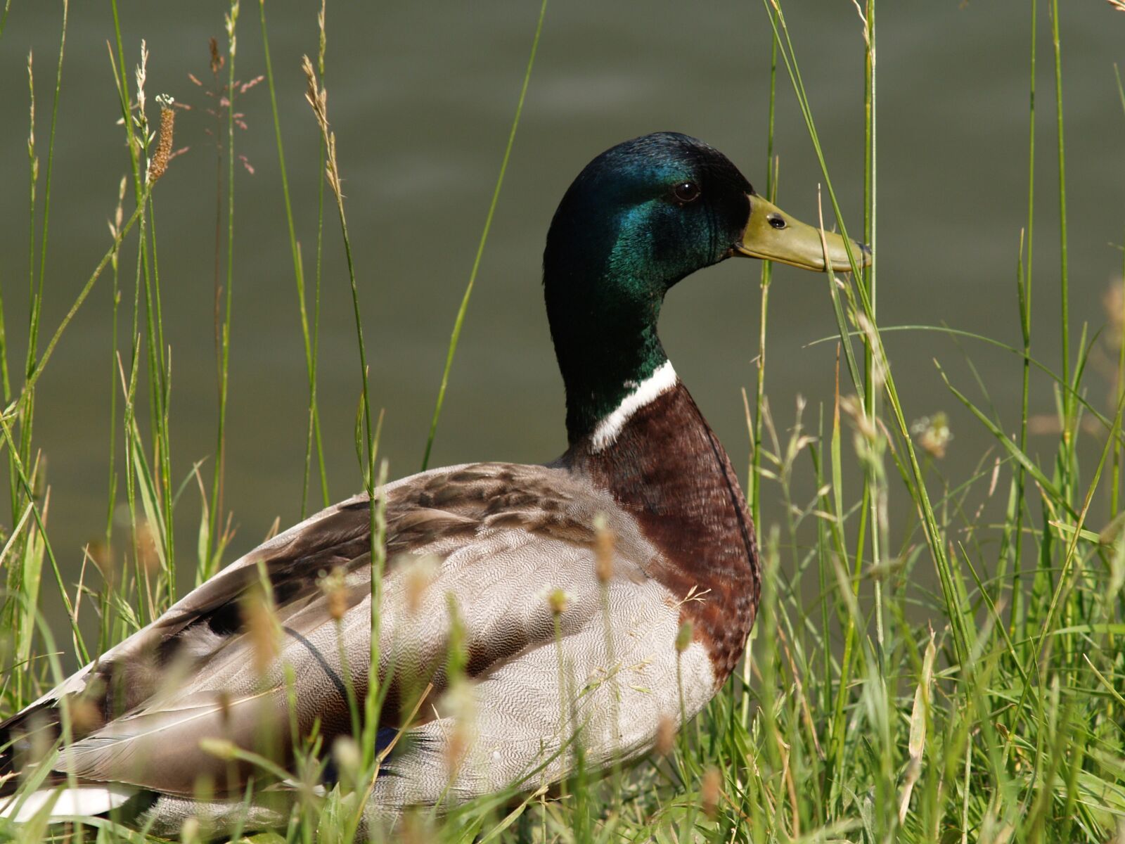Olympus E-300 (EVOLT E-300) sample photo. Duck, animal, bird photography