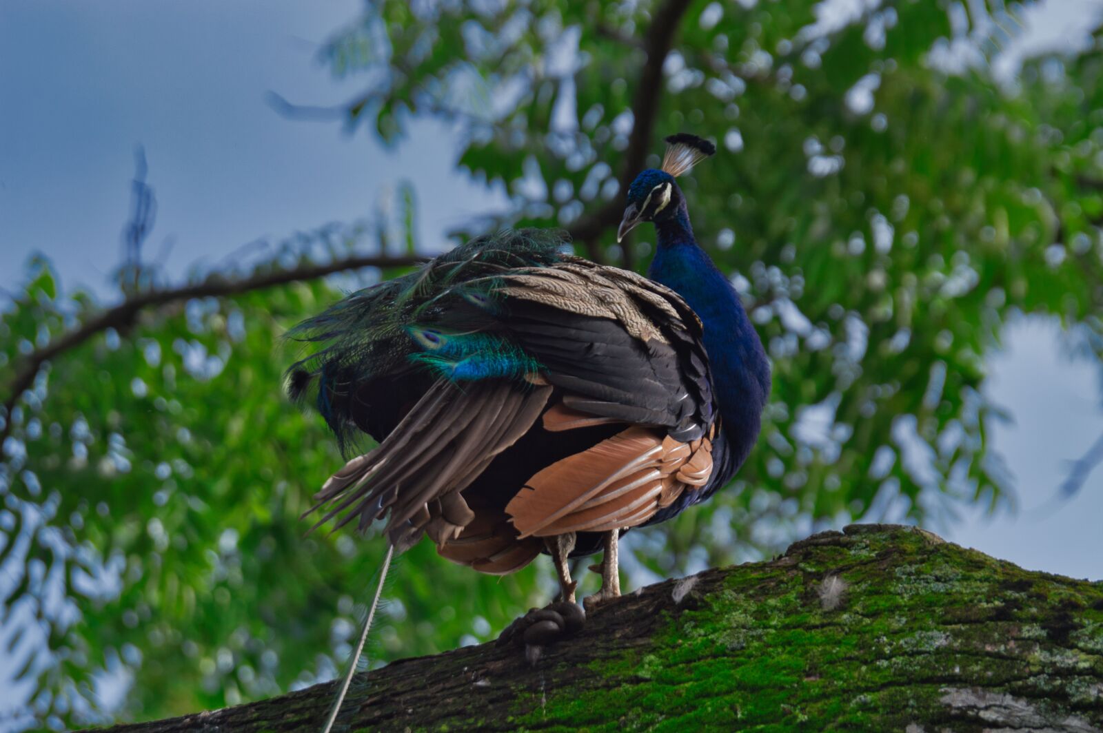 Nikon D3200 sample photo. Costa rica, ave, peacock photography