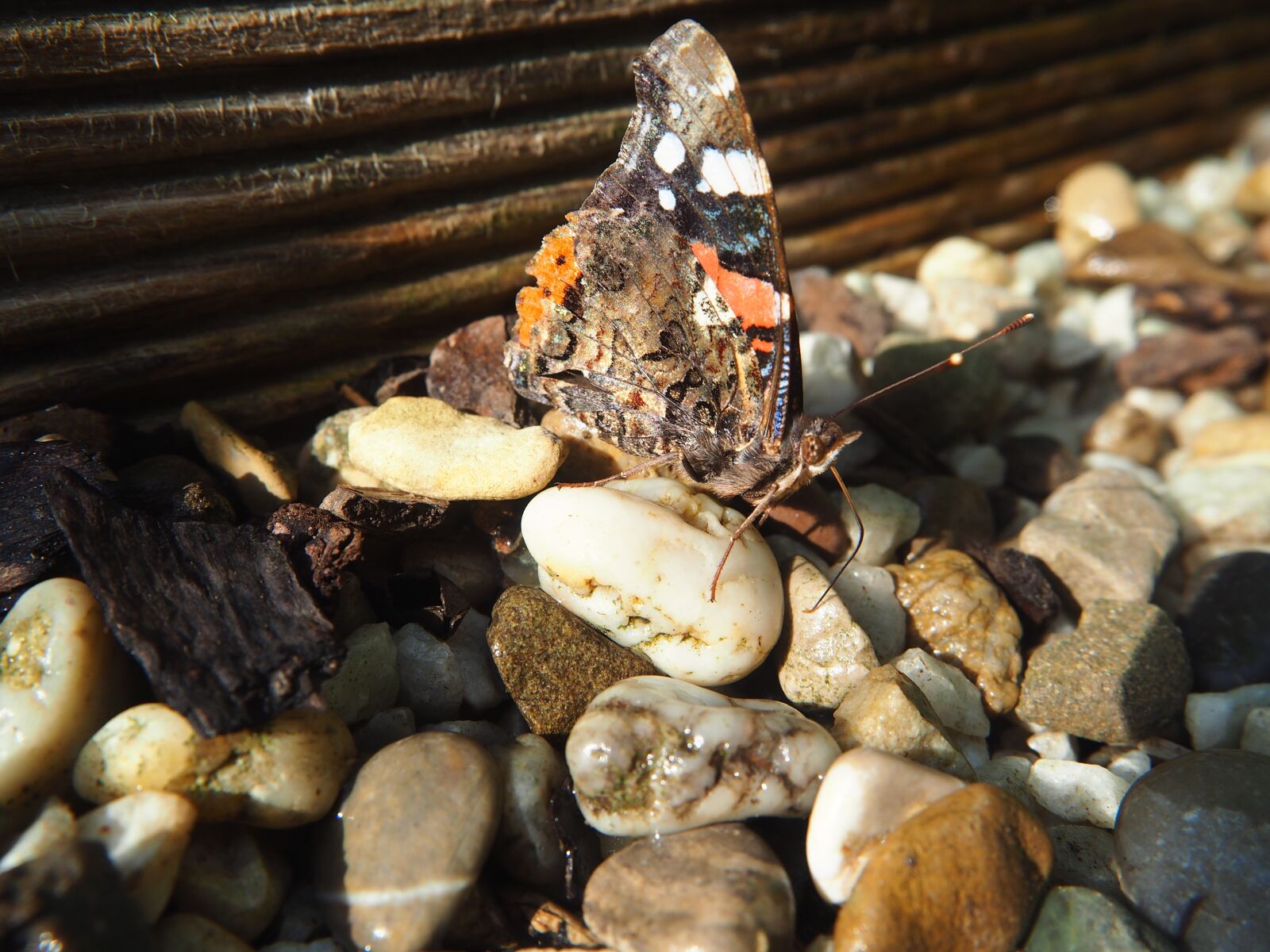 Olympus OM-D E-M10 sample photo. Butterfly, admiral, drink photography