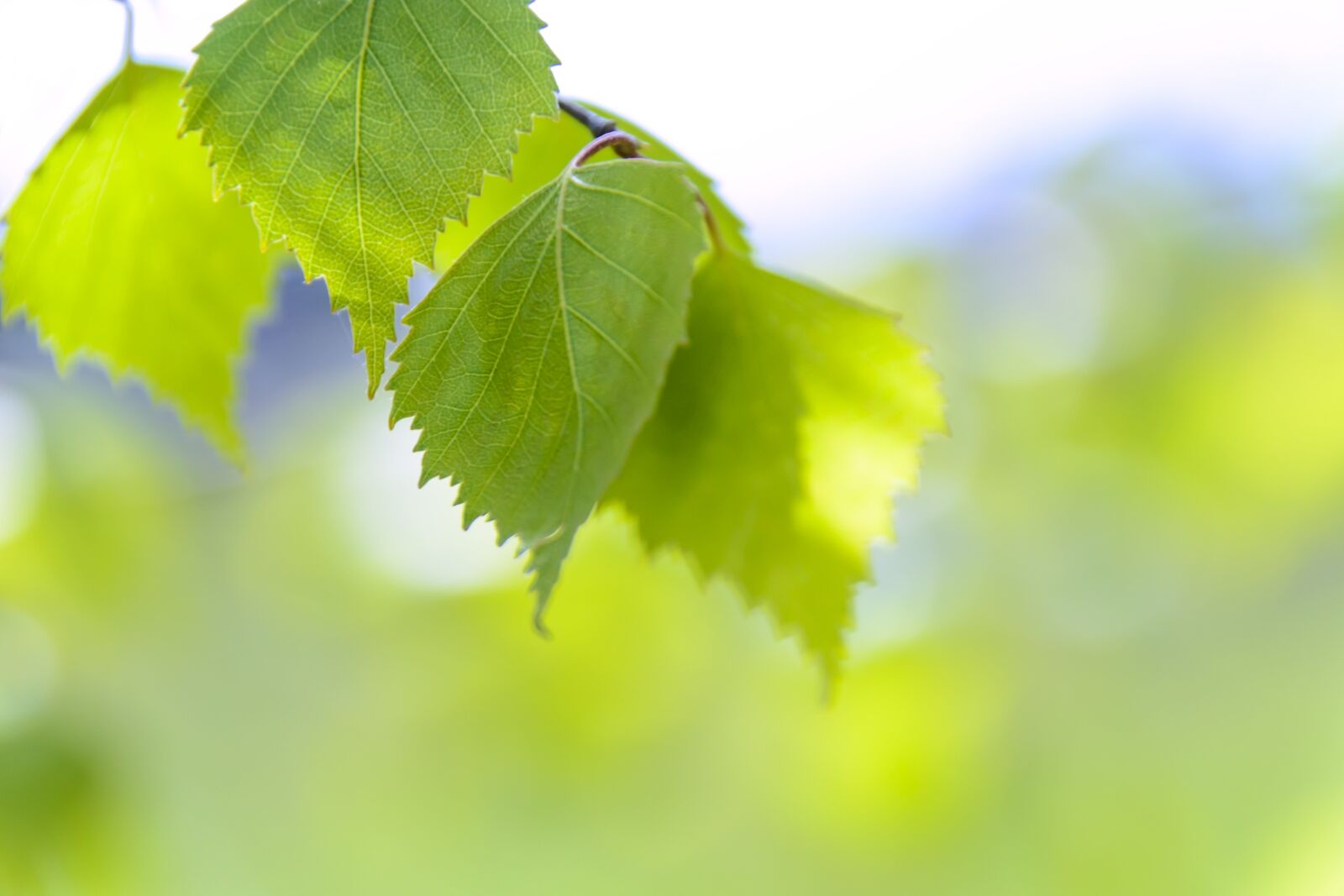 Nikon D3100 sample photo. Spring green leaves, birch photography