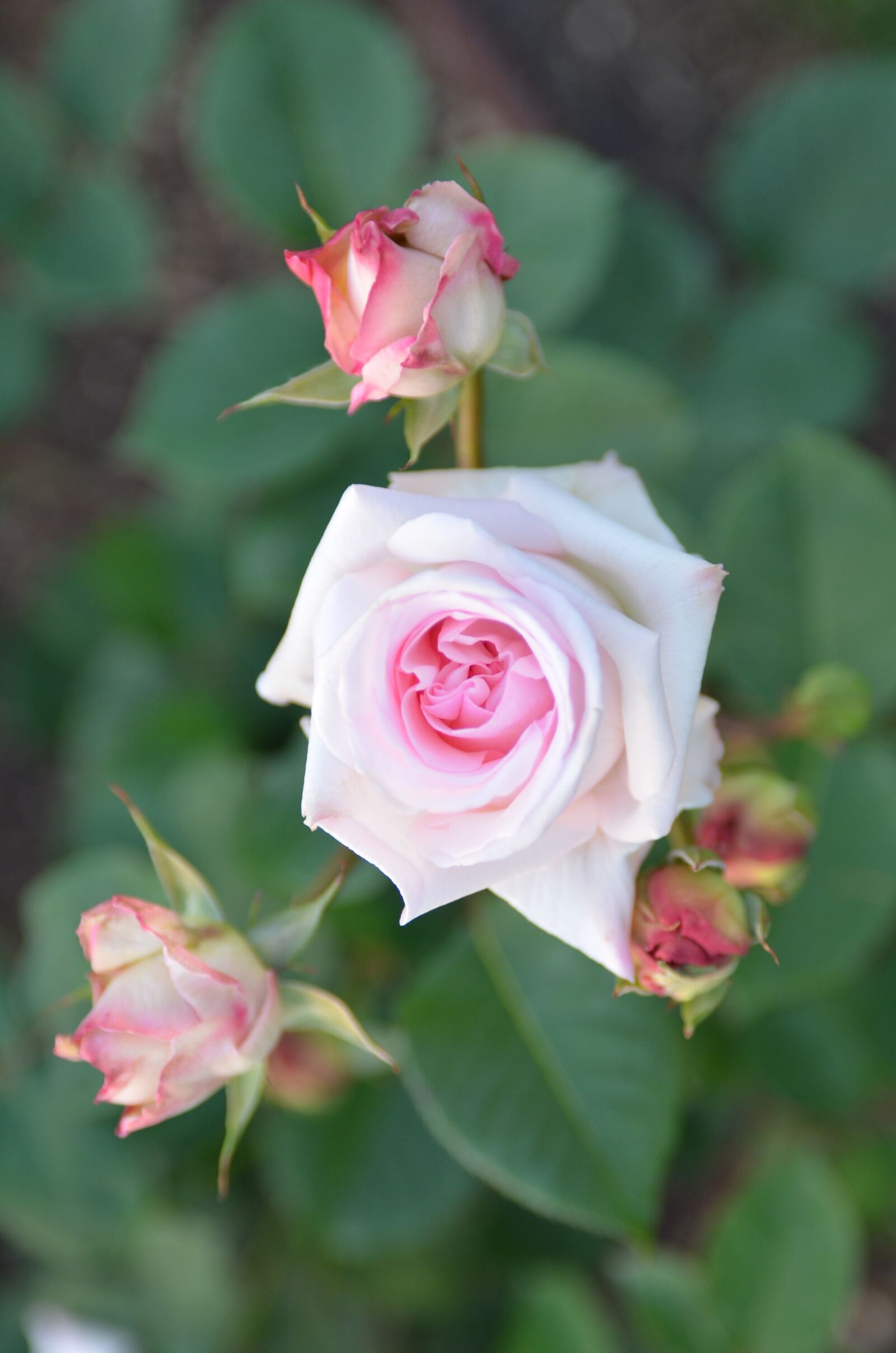 Nikon D5100 sample photo. Urban park, rose, park photography