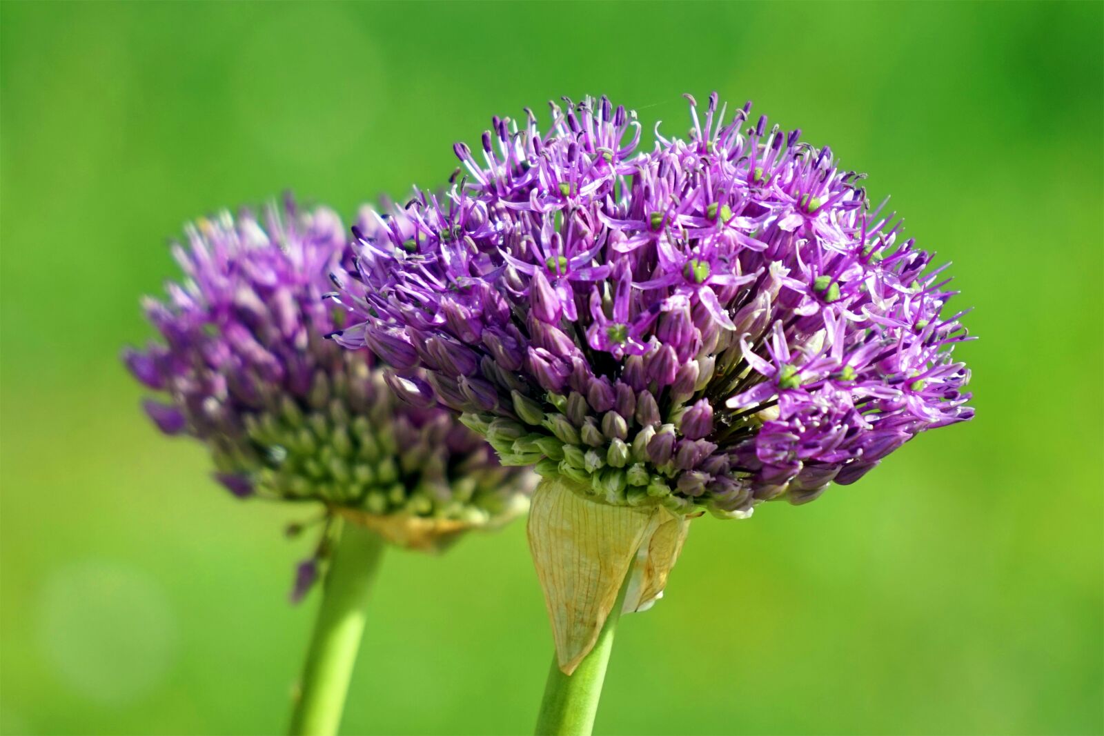 Sony Alpha a5000 (ILCE 5000) sample photo. Allium, ornamental onion, blossom photography