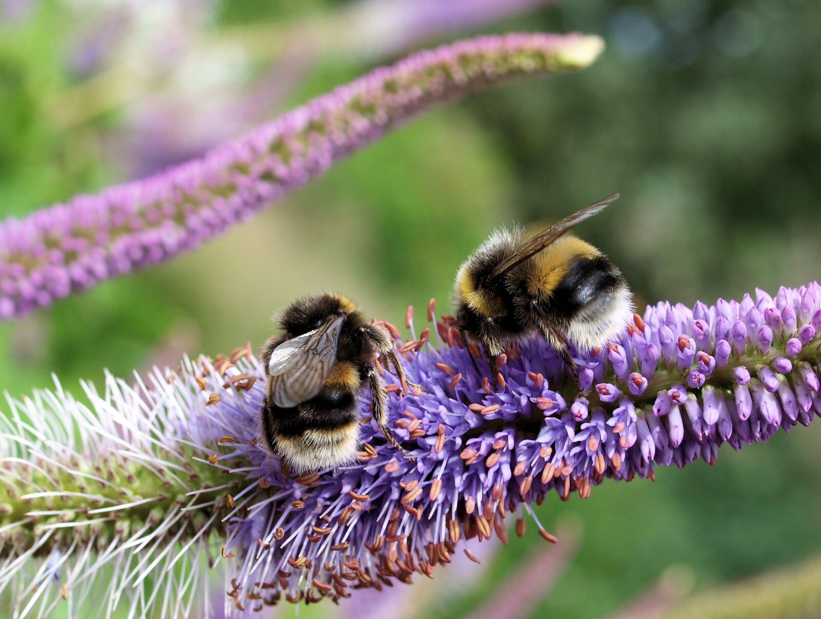 Olympus E-520 (EVOLT E-520) sample photo. Bees, flower, garden photography