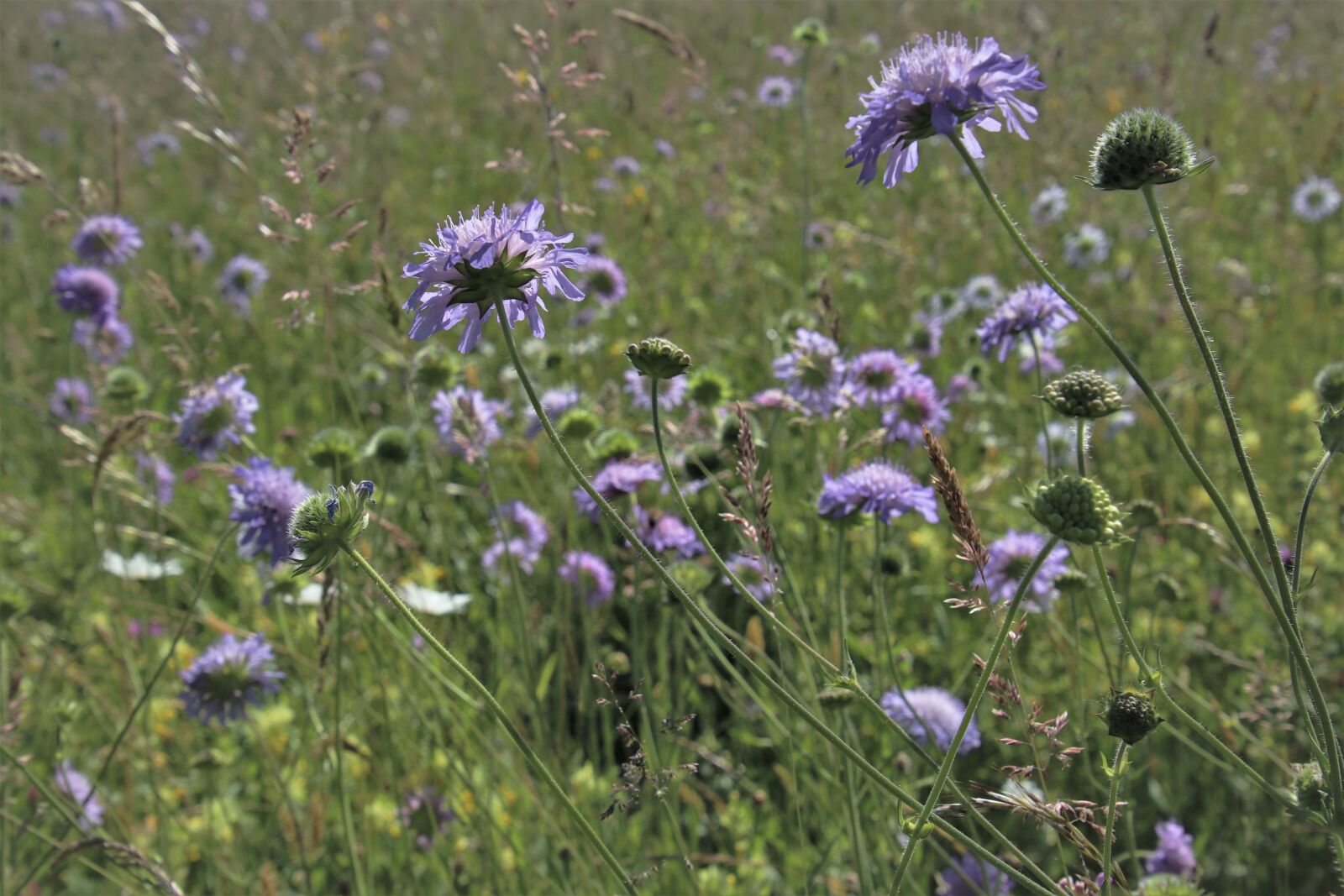 Canon EOS 80D sample photo. Meadow, wind, wild flowers photography