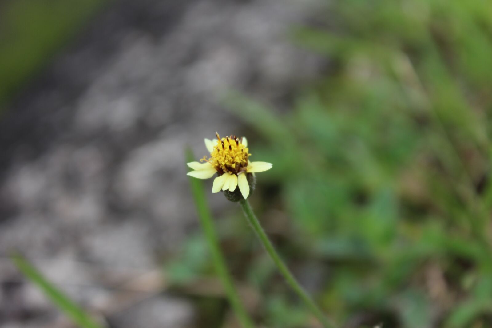 Canon EOS 1200D (EOS Rebel T5 / EOS Kiss X70 / EOS Hi) sample photo. Flowers, nature, yellow photography