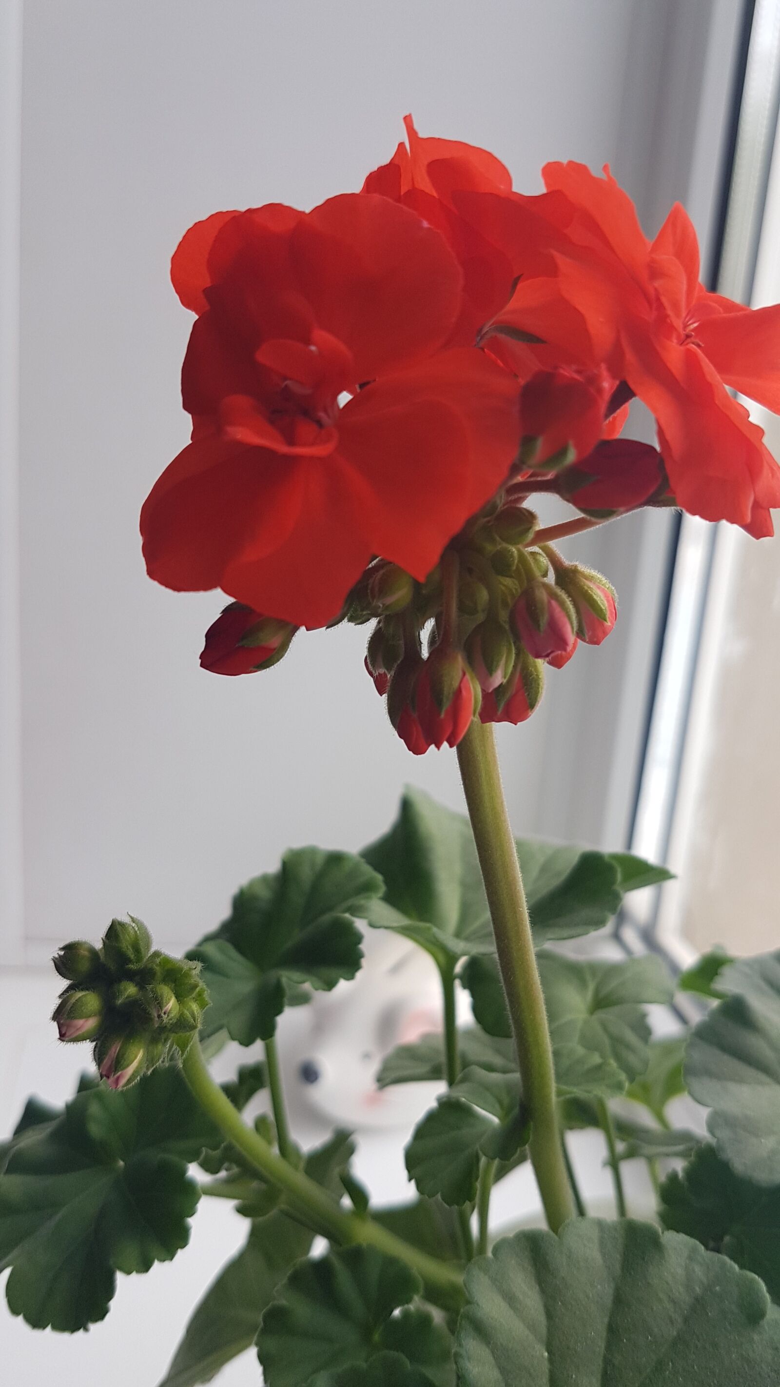 Samsung Galaxy S7 sample photo. Red flower, plant, flower photography