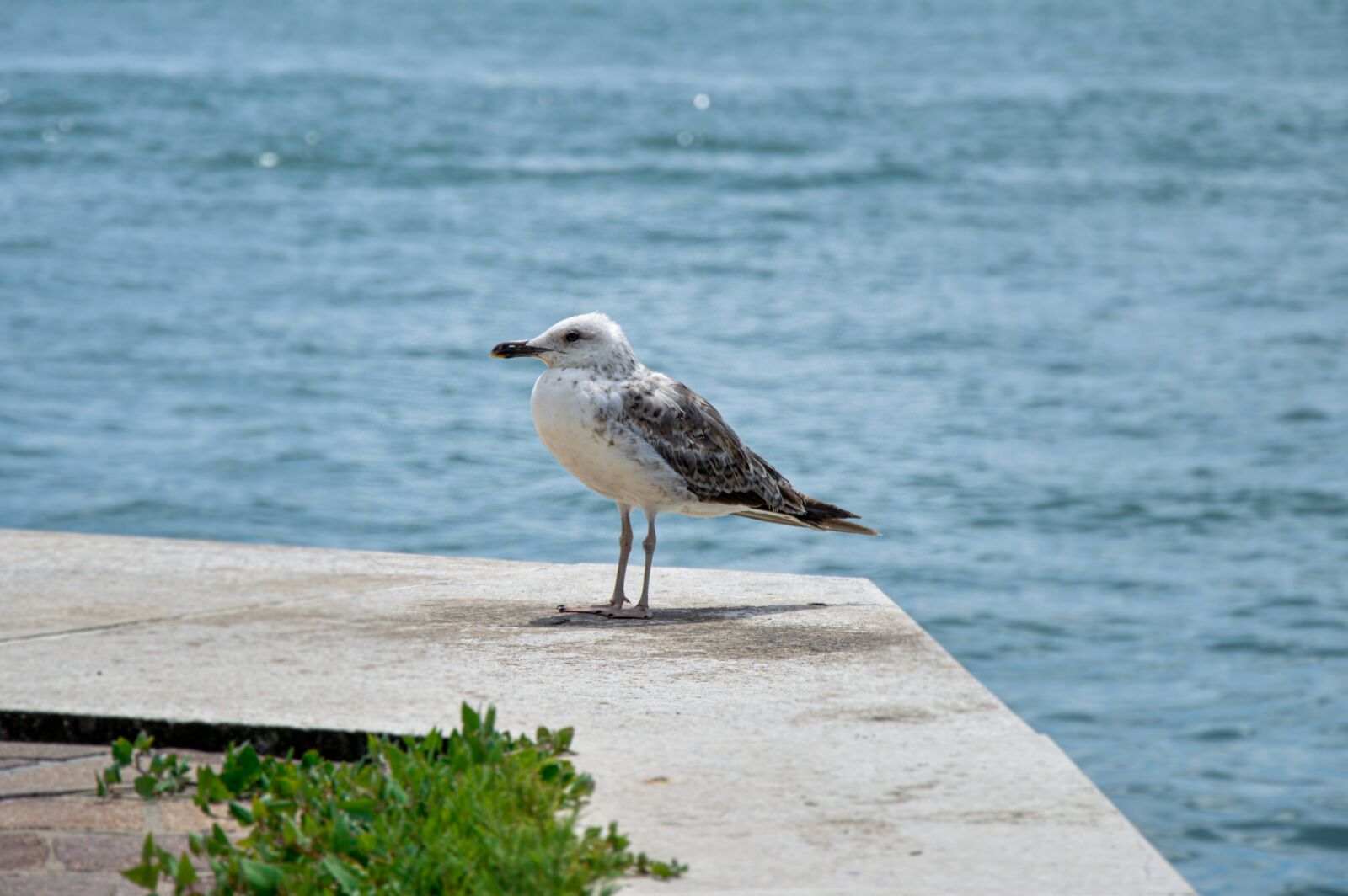 Nikon D3200 sample photo. Gull, young, juvenile photography