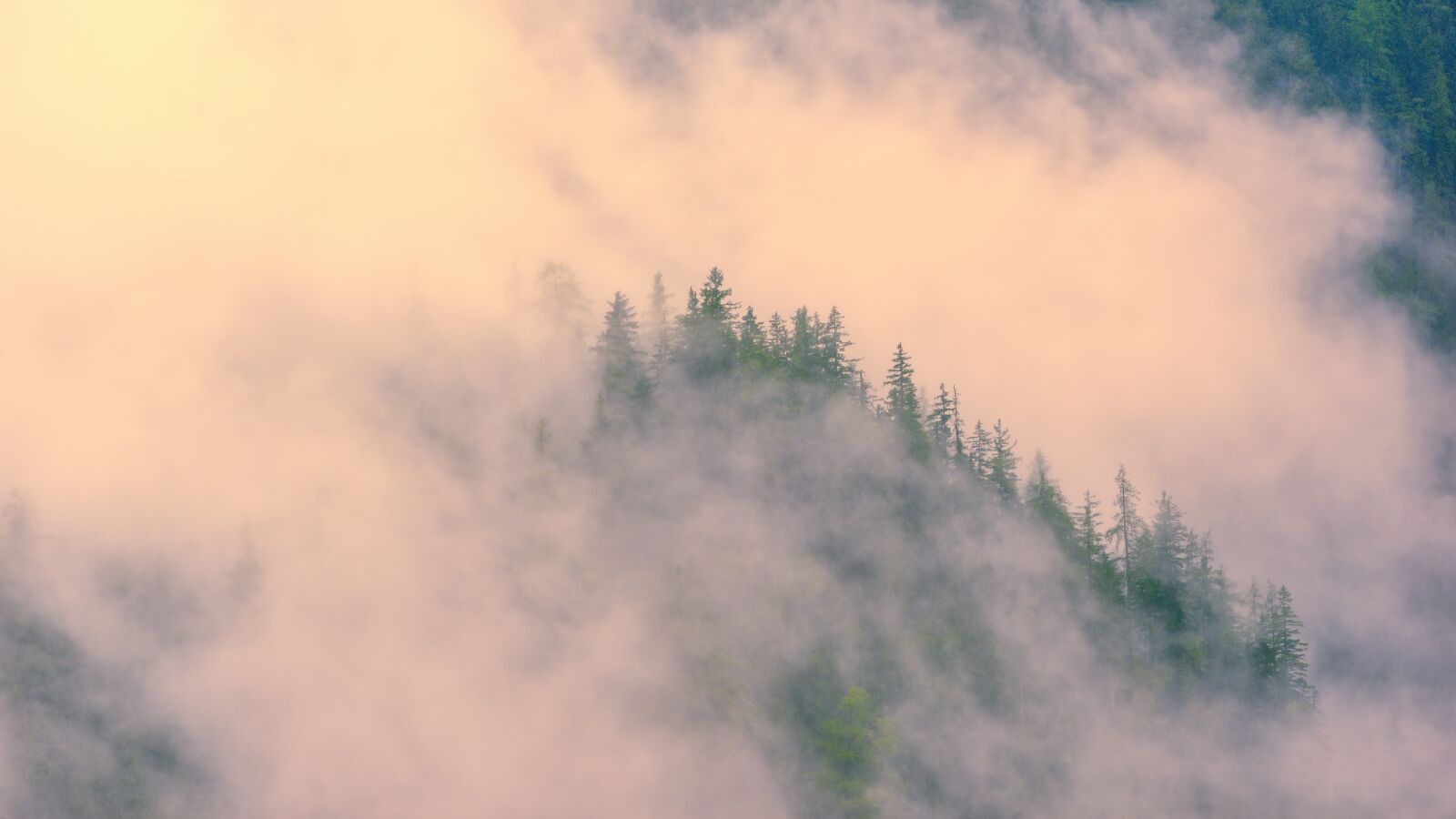 Sony a7 + Sony DT 50mm F1.8 SAM sample photo. Fog, coniferous forest, morning photography