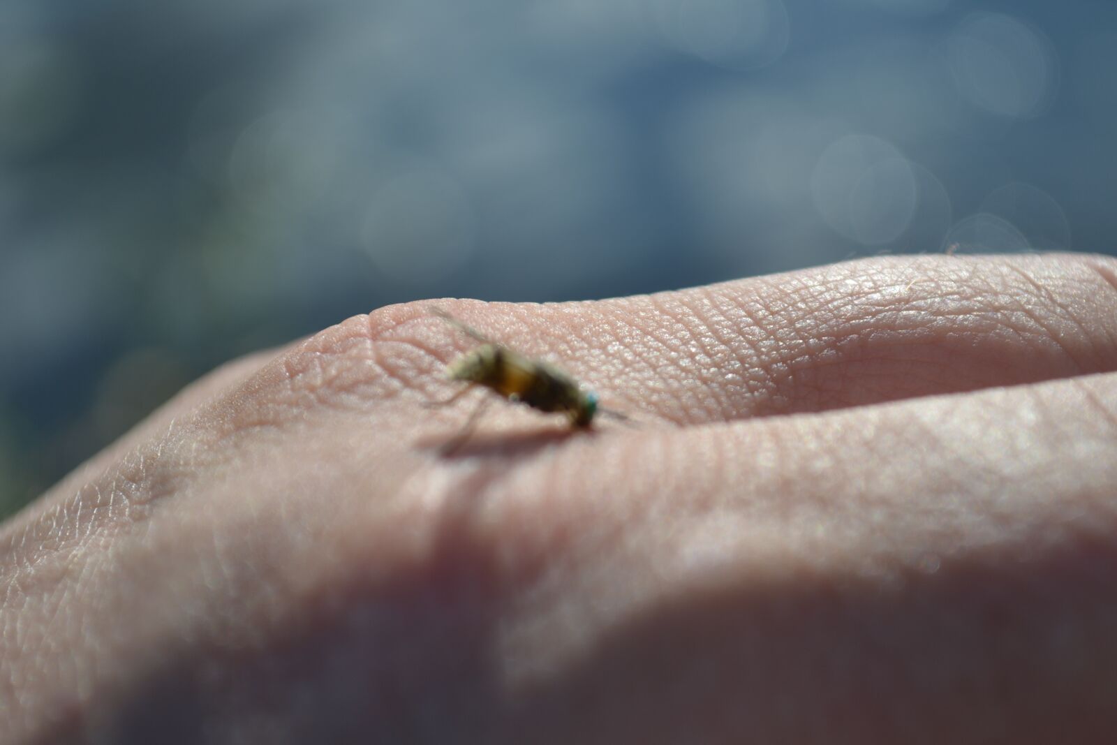 Nikon D3100 sample photo. Hand, bite, insect photography