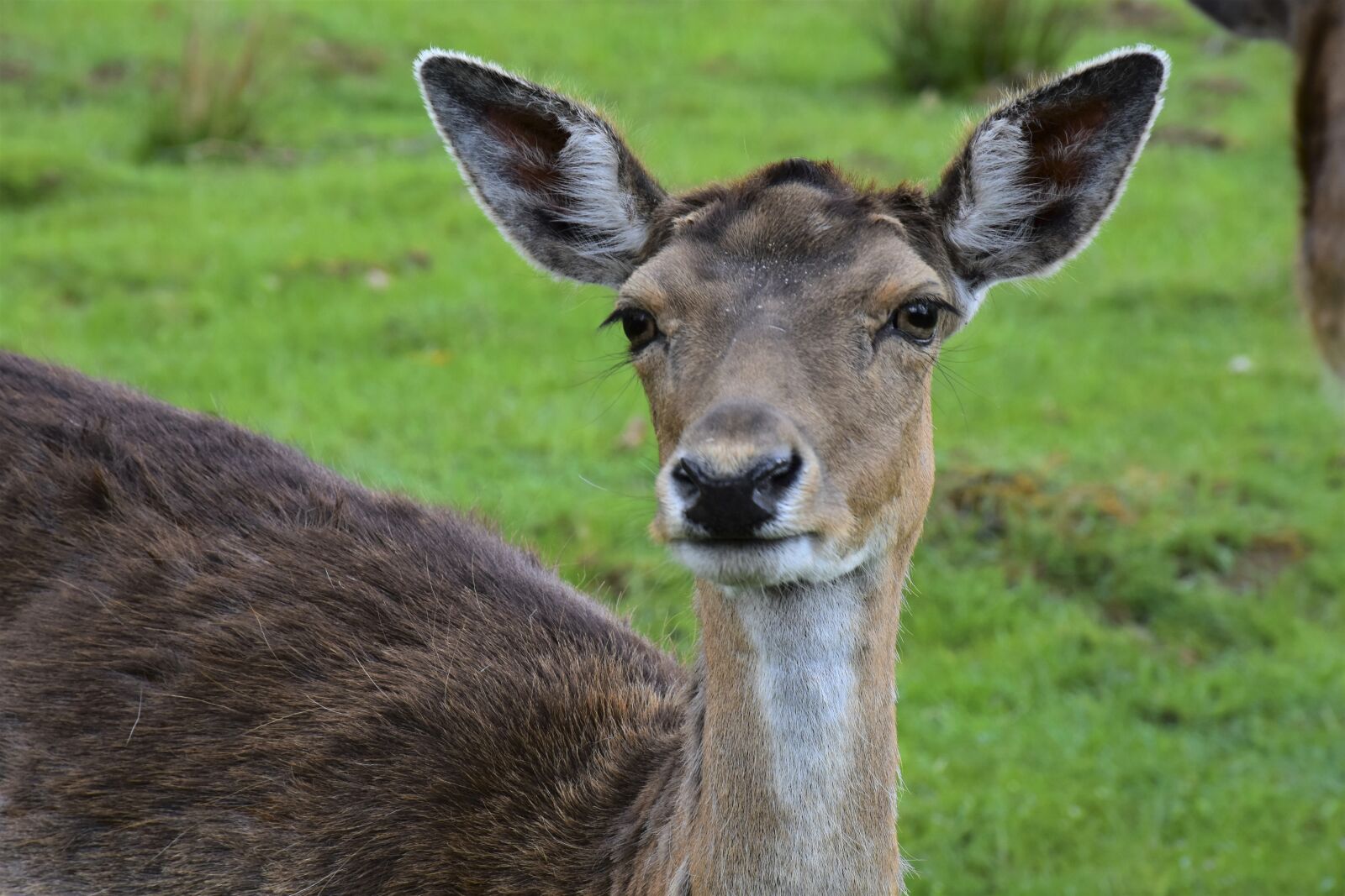 Nikon D7200 sample photo. Roe deer, wild, deer photography