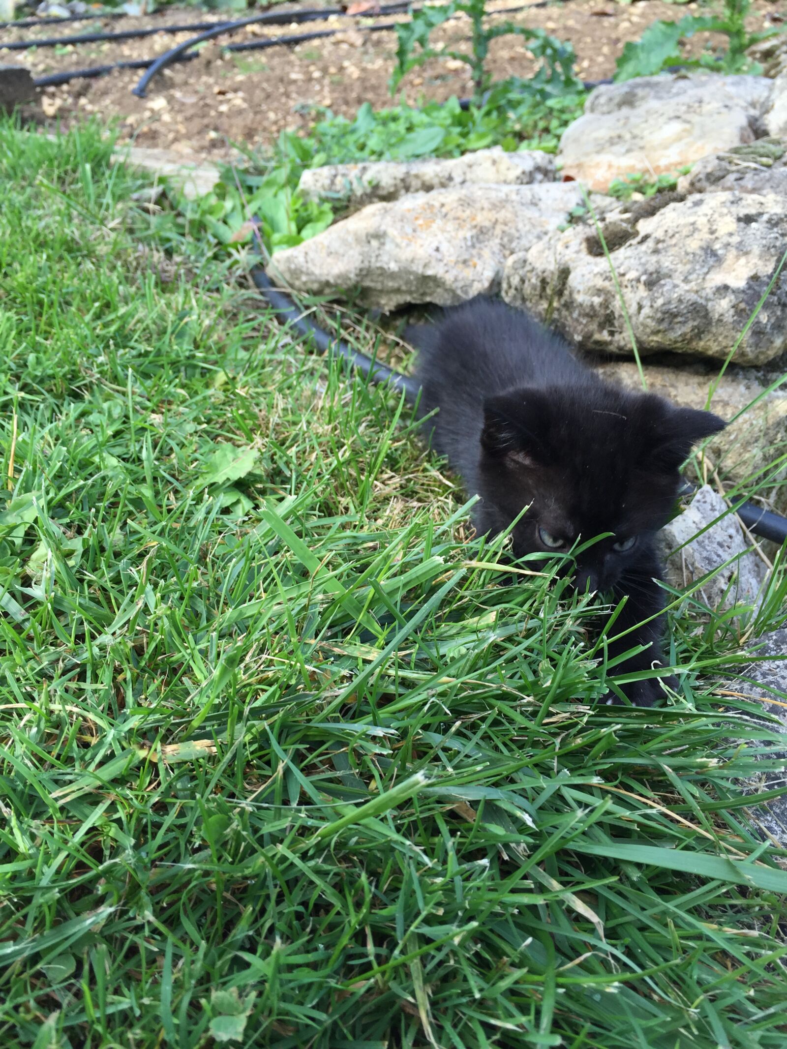 iPhone 6 back camera 4.15mm f/2.2 sample photo. Black, kitten, france photography