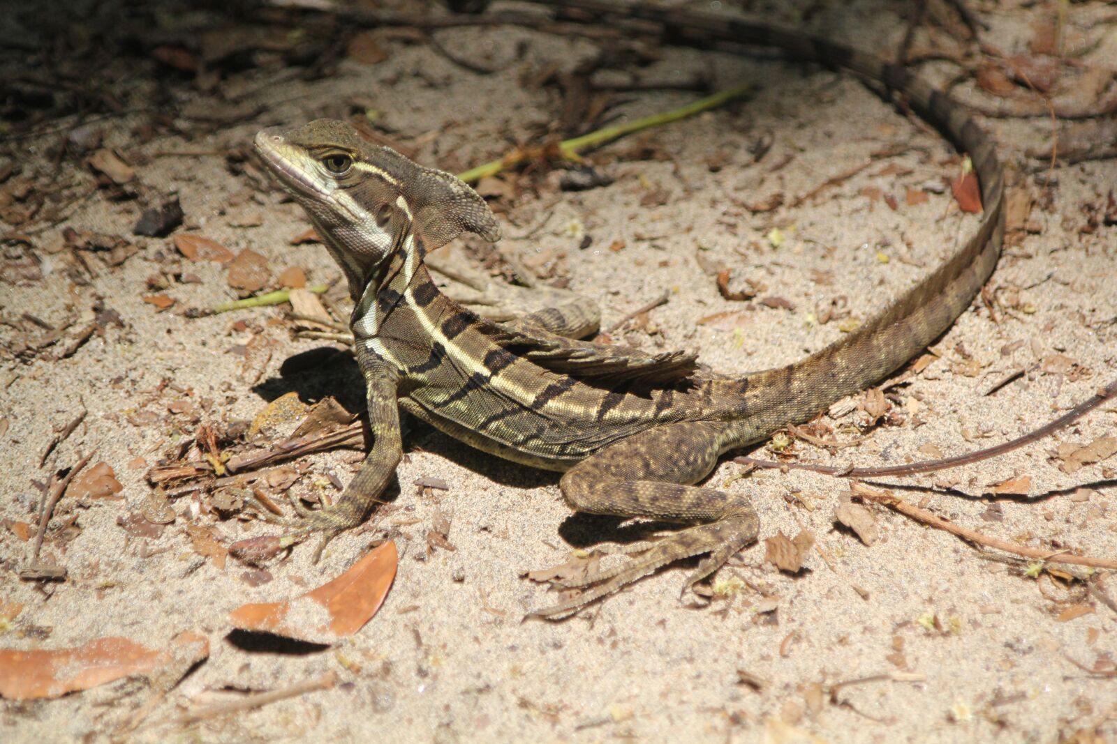 Canon EOS 550D (EOS Rebel T2i / EOS Kiss X4) sample photo. Costa rica, lizard, reptile photography