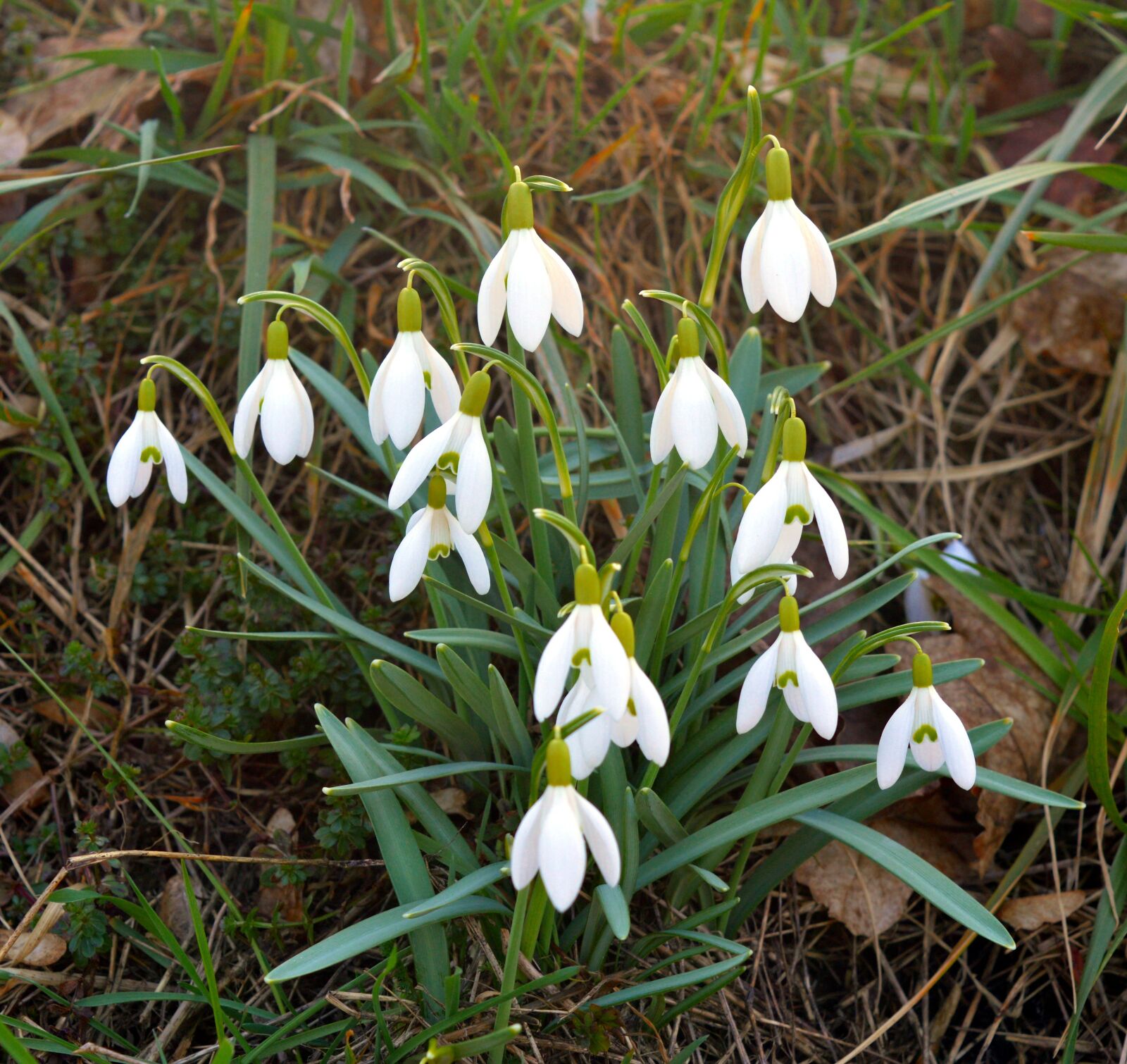 Nikon D3200 sample photo. Snowdrop, snowflake, maerzgloeckchen photography