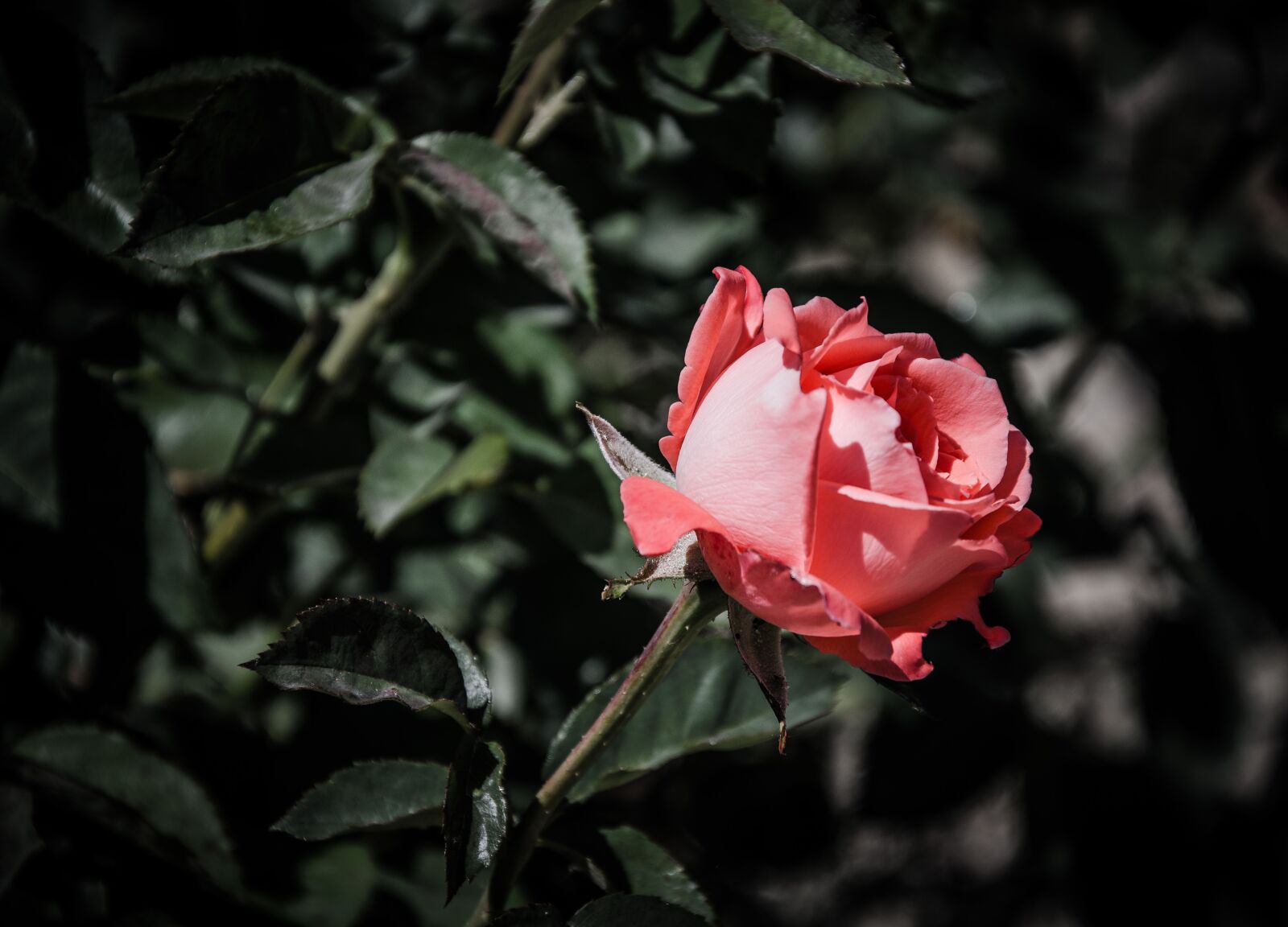 Nikon D5100 sample photo. Flower, garden, nature photography