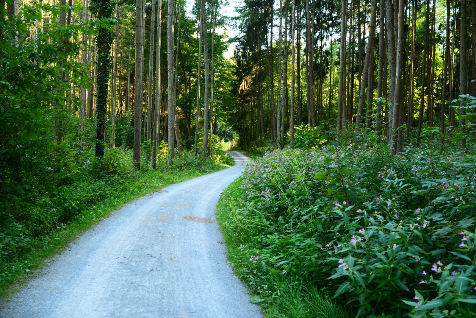 Nikon D610 sample photo. Tree, road, woods photography
